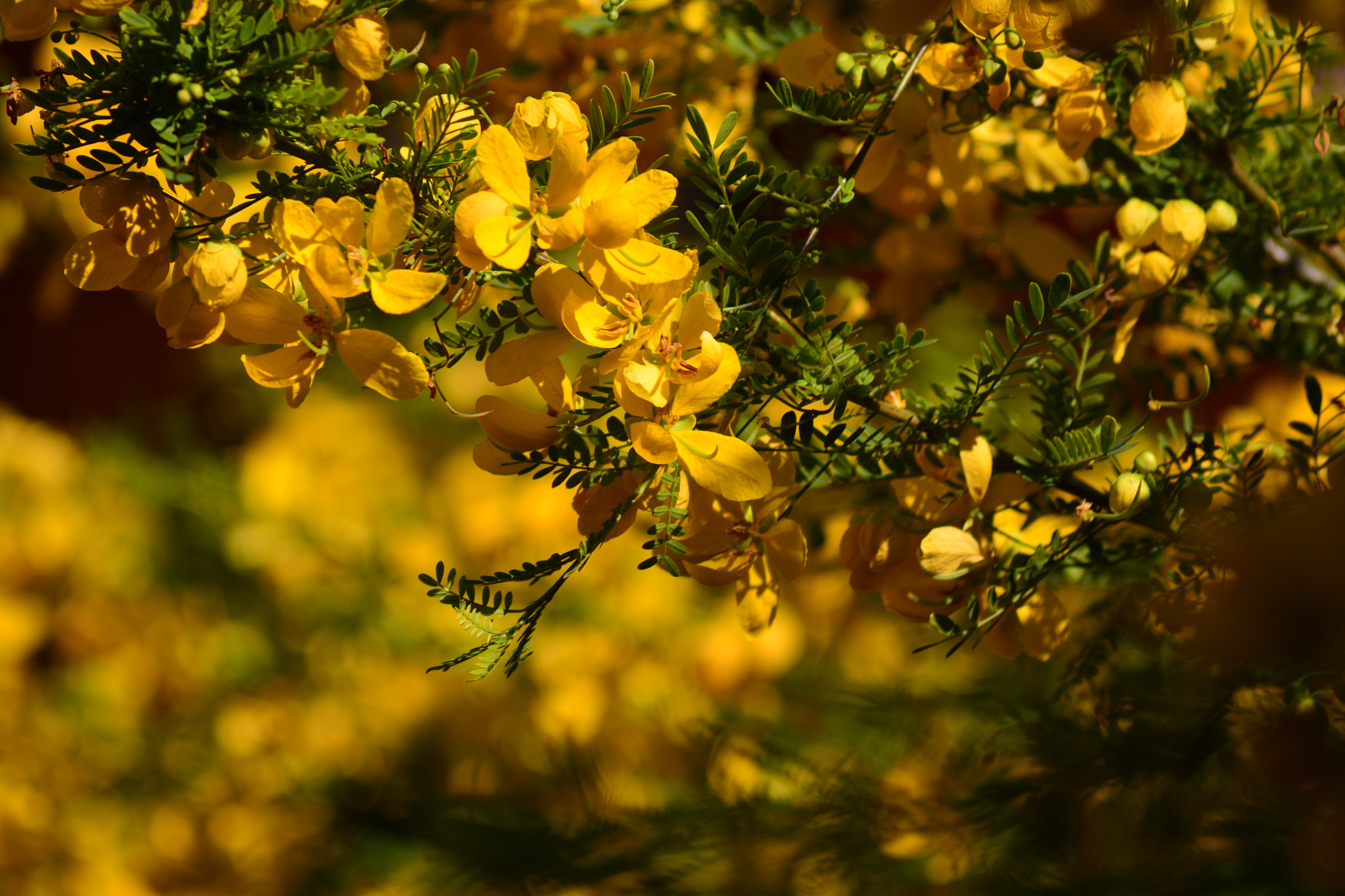 AF Zoom-Nikkor 80-200mm f/4.5-5.6D sample photo. Yellow! photography