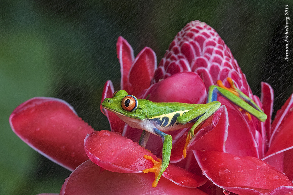 Canon EOS 7D Mark II + Tamron SP AF 180mm F3.5 Di LD (IF) Macro sample photo. Red photography