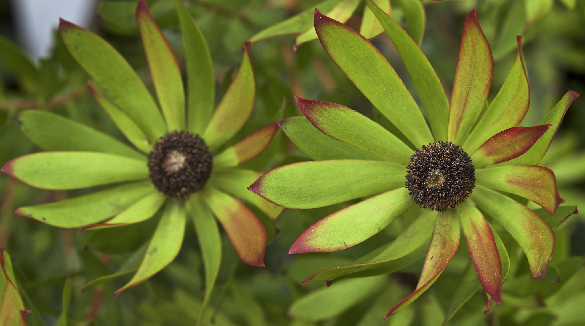 Pentax smc D-FA 50mm F2.8 Macro sample photo. Leucodendron photography
