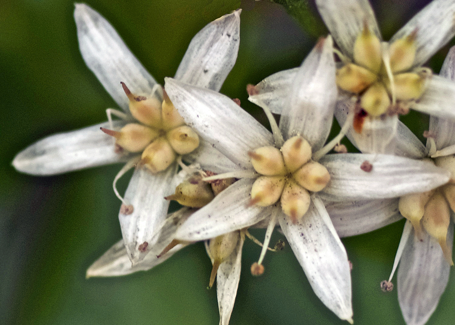 Pentax K-3 + Pentax smc D-FA 50mm F2.8 Macro sample photo. Jade plant up close photography