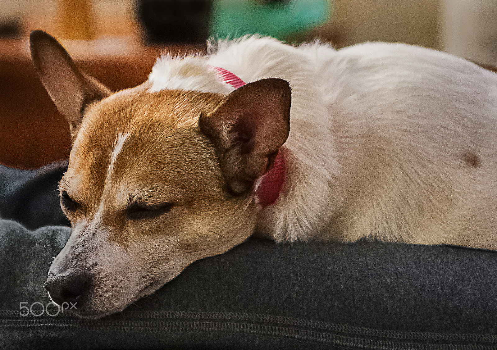 Nikon D700 + AF Zoom-Nikkor 35-70mm f/2.8D sample photo. Sleepy photography