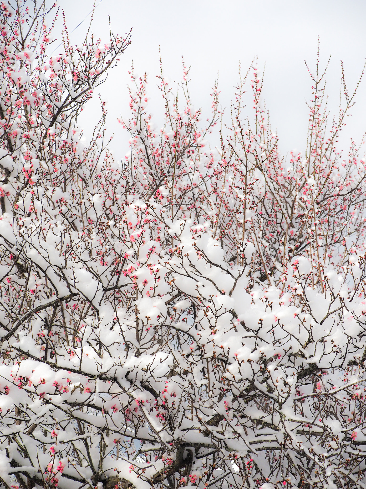 Panasonic Lumix G X Vario 35-100mm F2.8 OIS sample photo. Flower of the plum in the snow photography