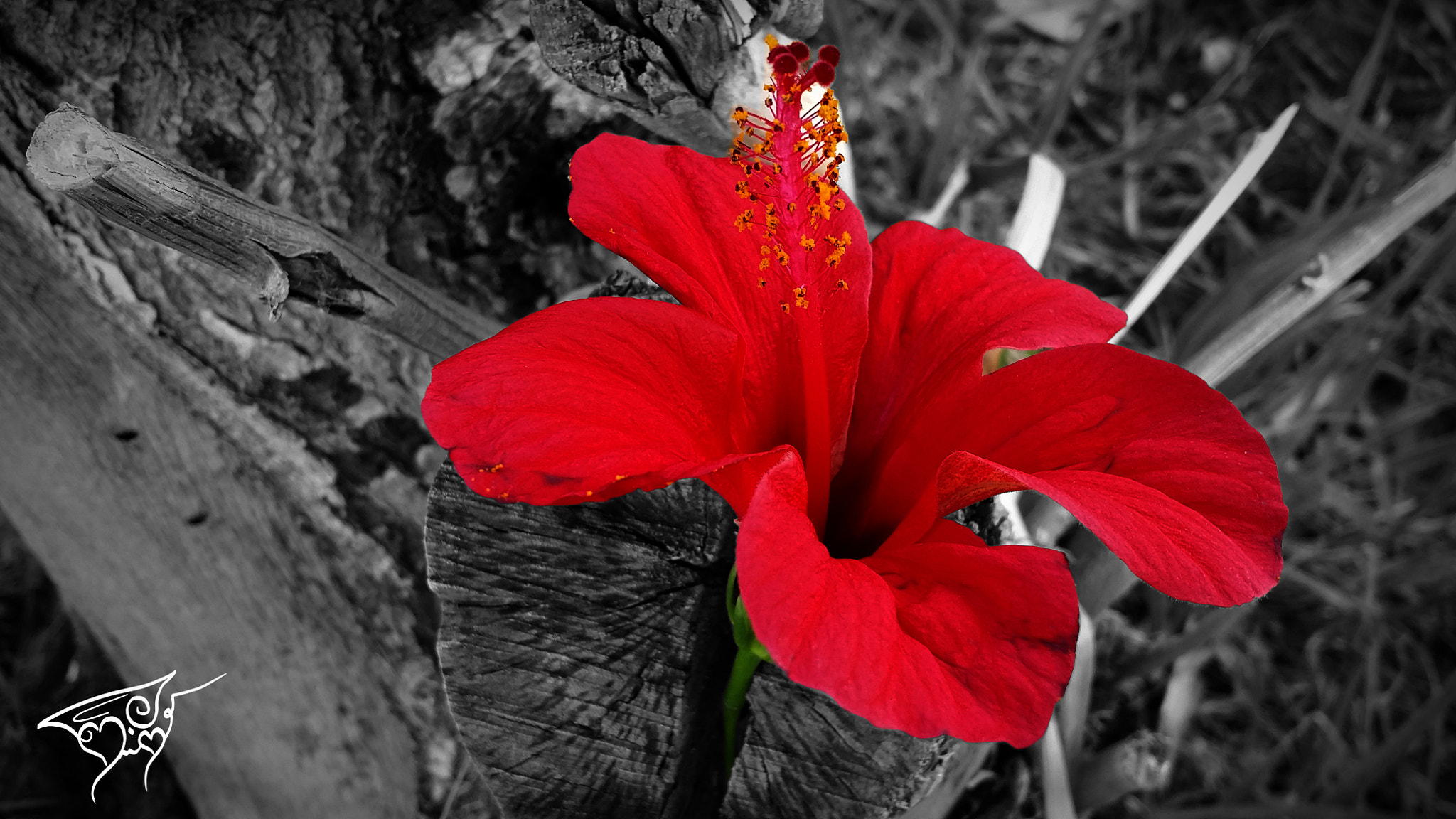 Red flower by Note3