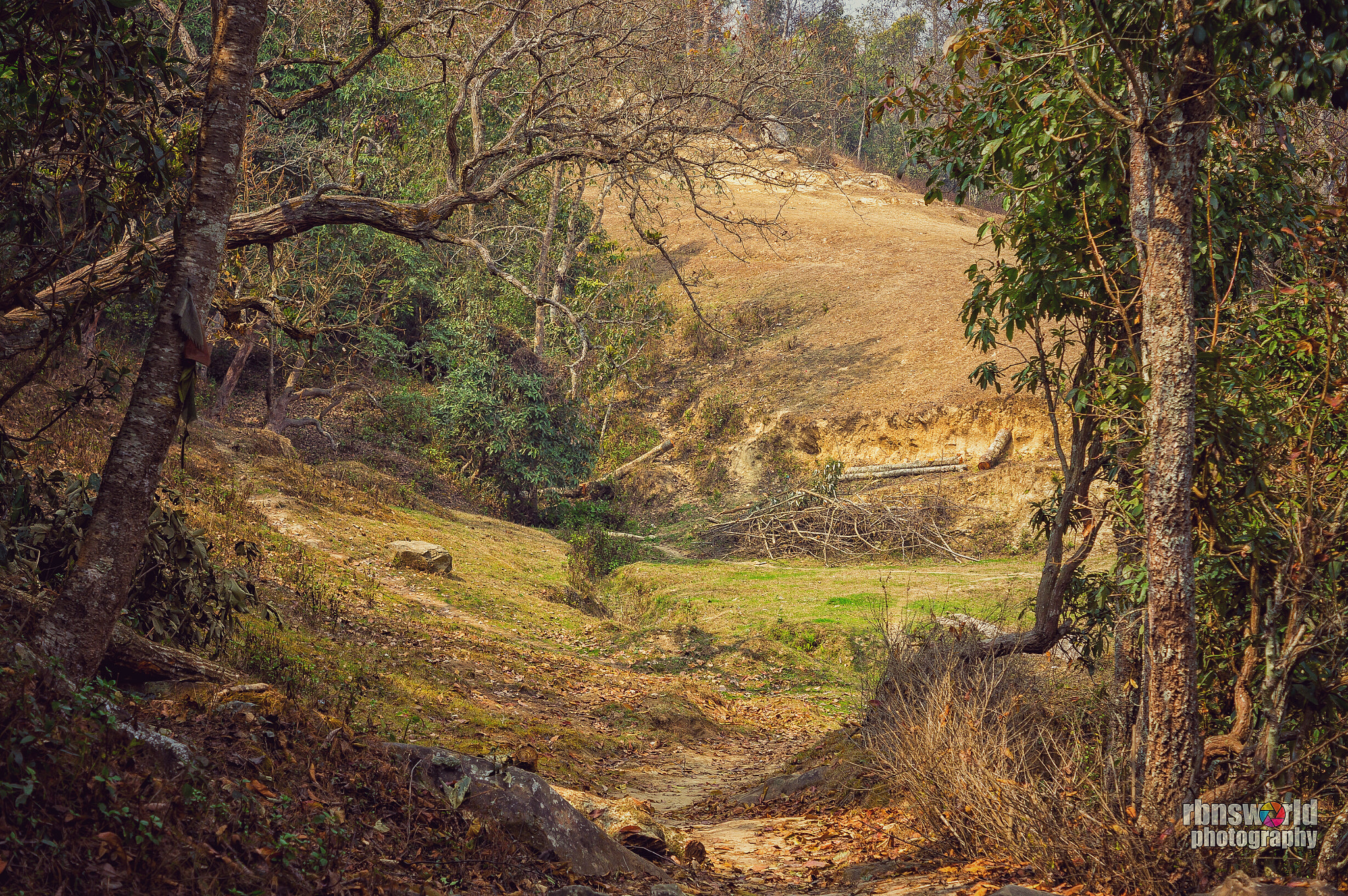 Sony Alpha DSLR-A580 sample photo. In the forest  photography