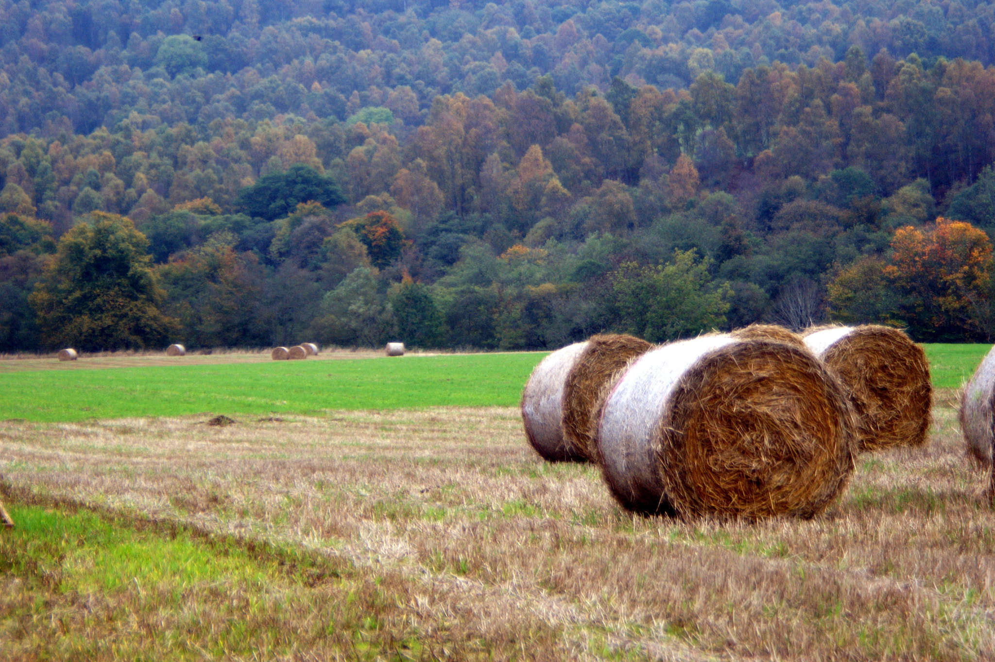 Sony Alpha DSLR-A350 + Minolta AF 35-80mm F4-5.6 sample photo. Straw bales in the countryside photography