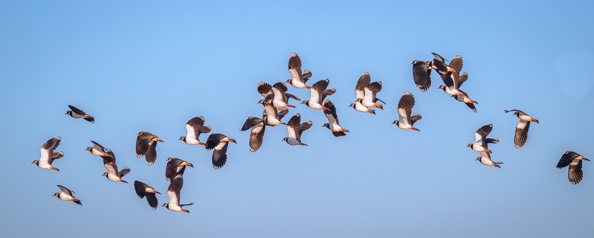 Canon EF 500mm F4L IS II USM sample photo. Lapwings photography
