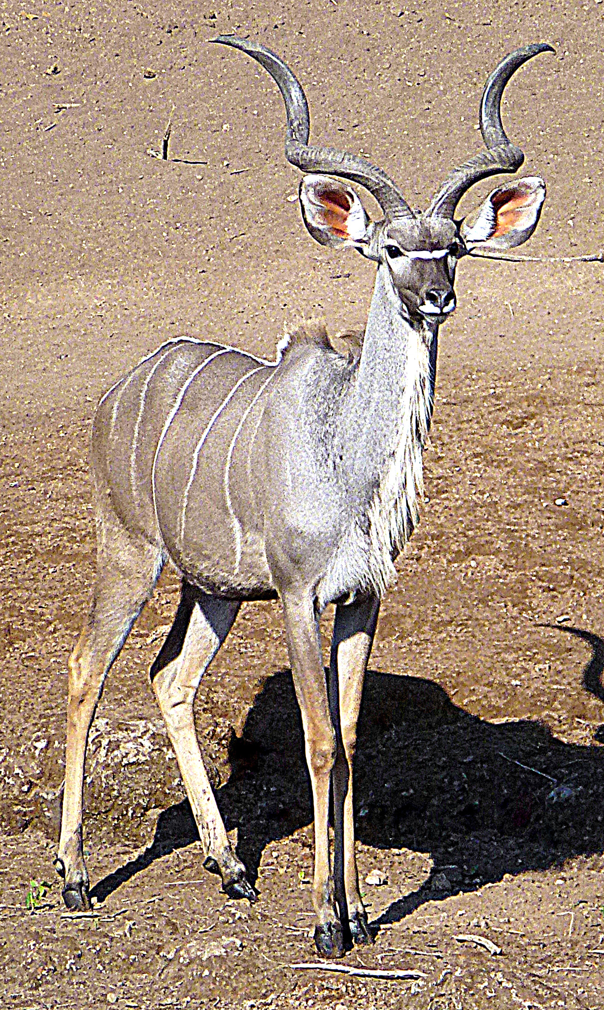 Panasonic DMC-ZS10 sample photo. Young kudu bull photography