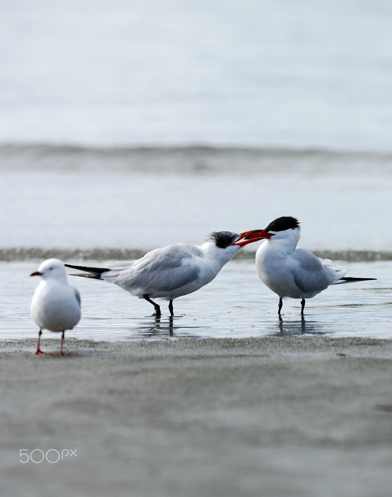 Nikon D2X + Nikon AF-S Nikkor 500mm F4G ED VR sample photo. Not seeing photography