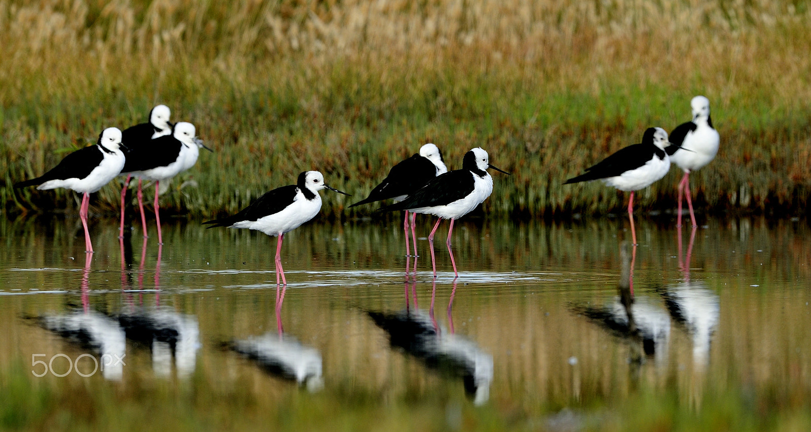 Nikon D300 + Nikon AF-S Nikkor 500mm F4G ED VR sample photo. Pied stilt have a break time photography