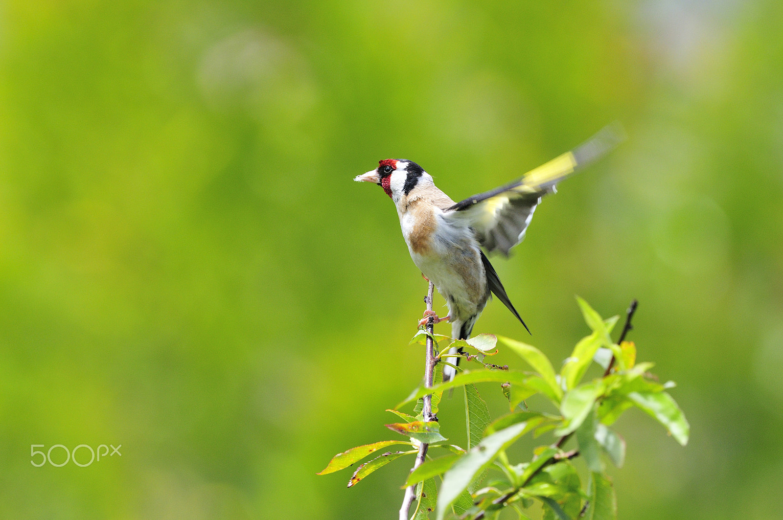 Nikon D300 + Nikon AF-S Nikkor 500mm F4G ED VR sample photo. Goldfinch just landed photography