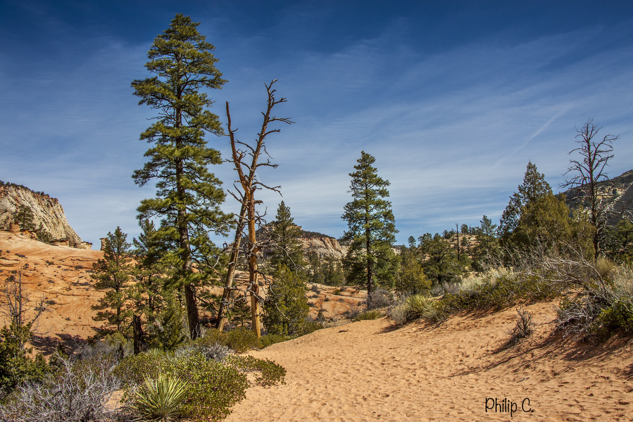 Canon EF-S 18-135mm F3.5-5.6 IS STM sample photo. Zion pine desert photography
