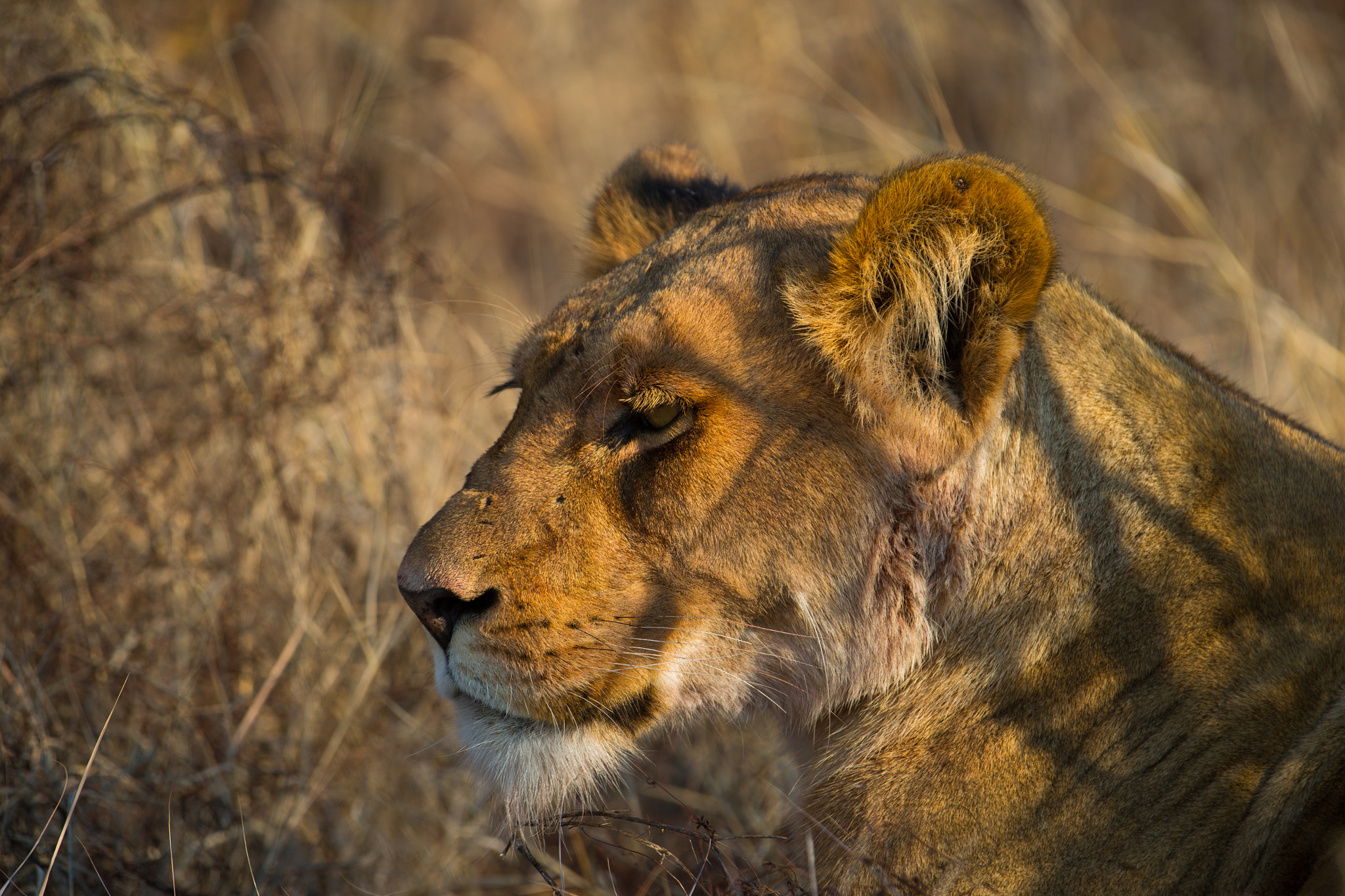 Canon EF 70-200mm F2.8L IS II USM sample photo. Big cat portrait photography