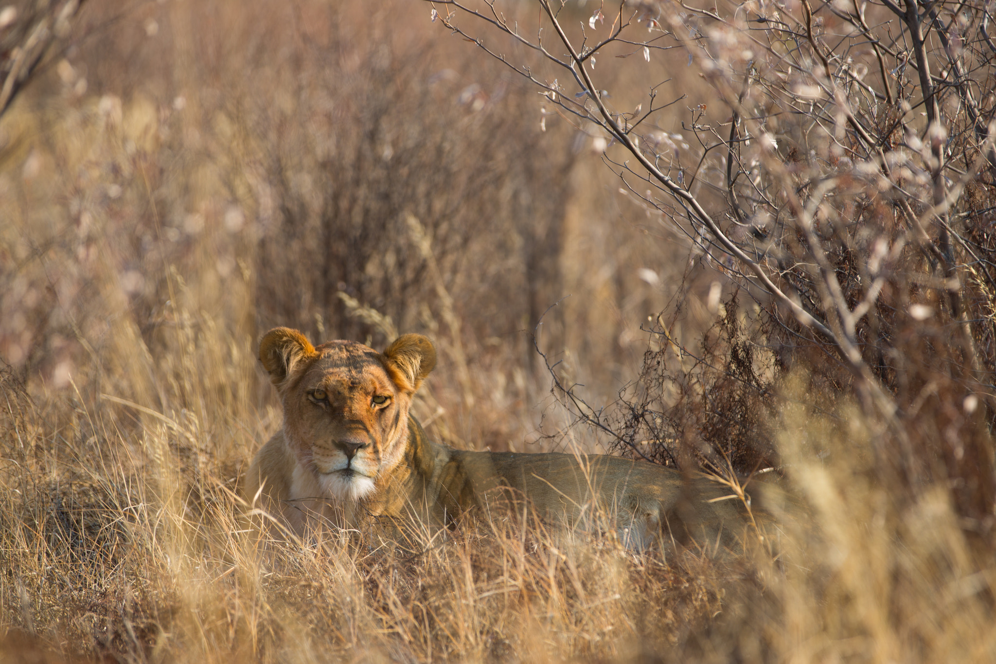 Canon EF 70-200mm F2.8L IS II USM sample photo. In the bush photography