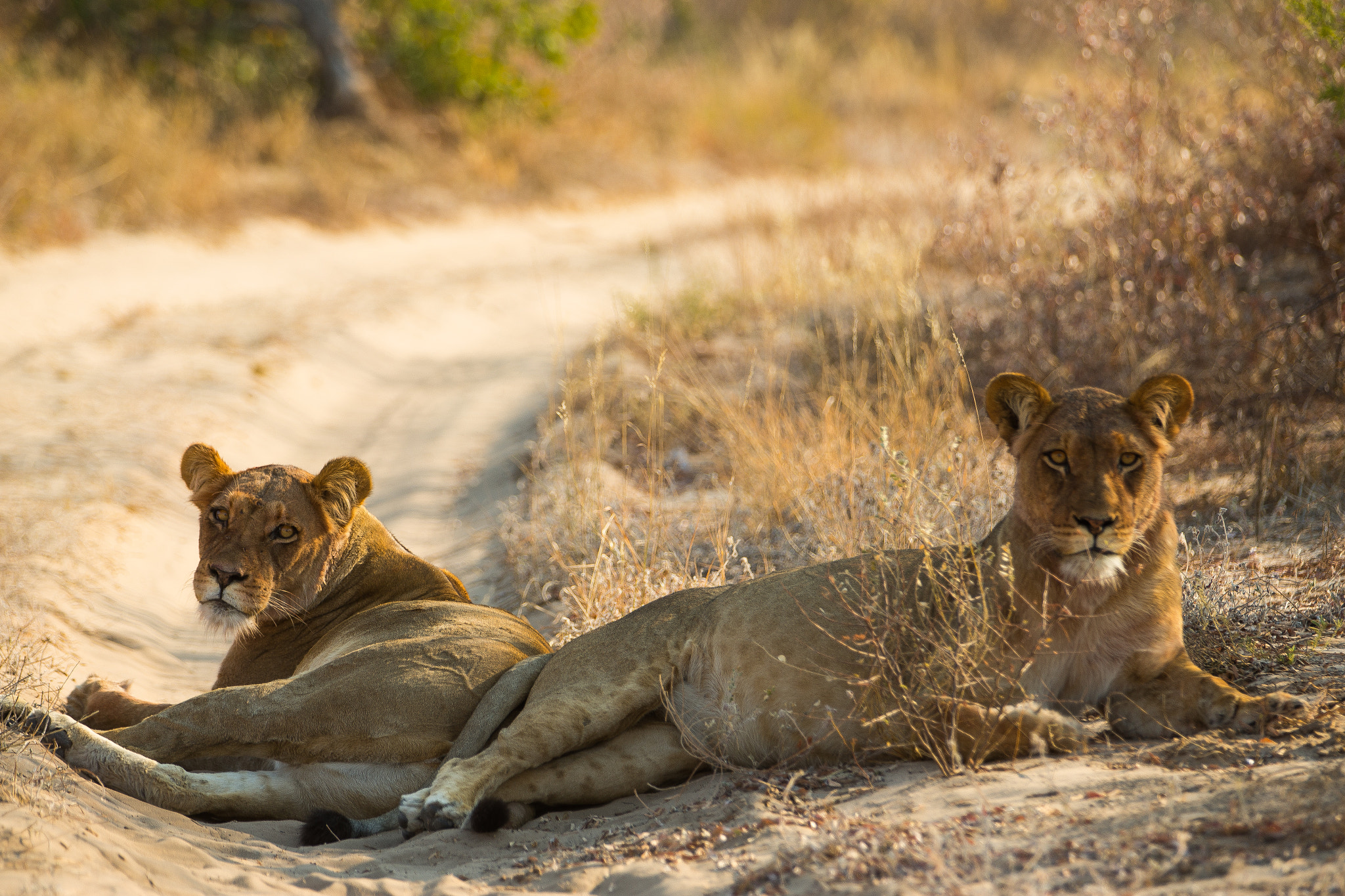 Canon EF 70-200mm F2.8L IS II USM sample photo. Cats on the road photography