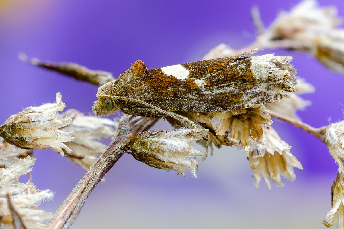Sigma 150mm F2.8 EX DG OS Macro HSM sample photo. Storm-beaten photography