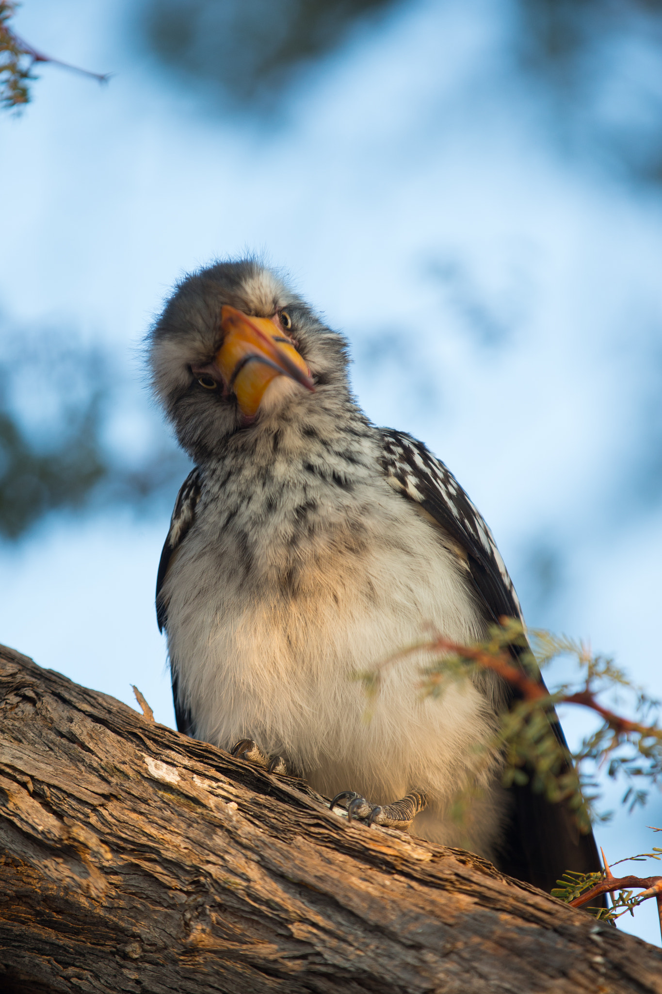 Canon EF 70-200mm F2.8L IS II USM sample photo. Zazu photography