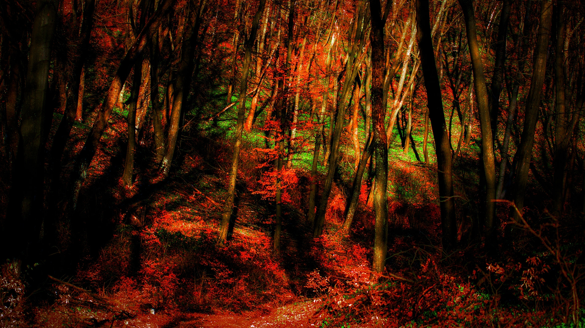 Minolta AF 70-210mm F4 Macro sample photo. Magical forest photography