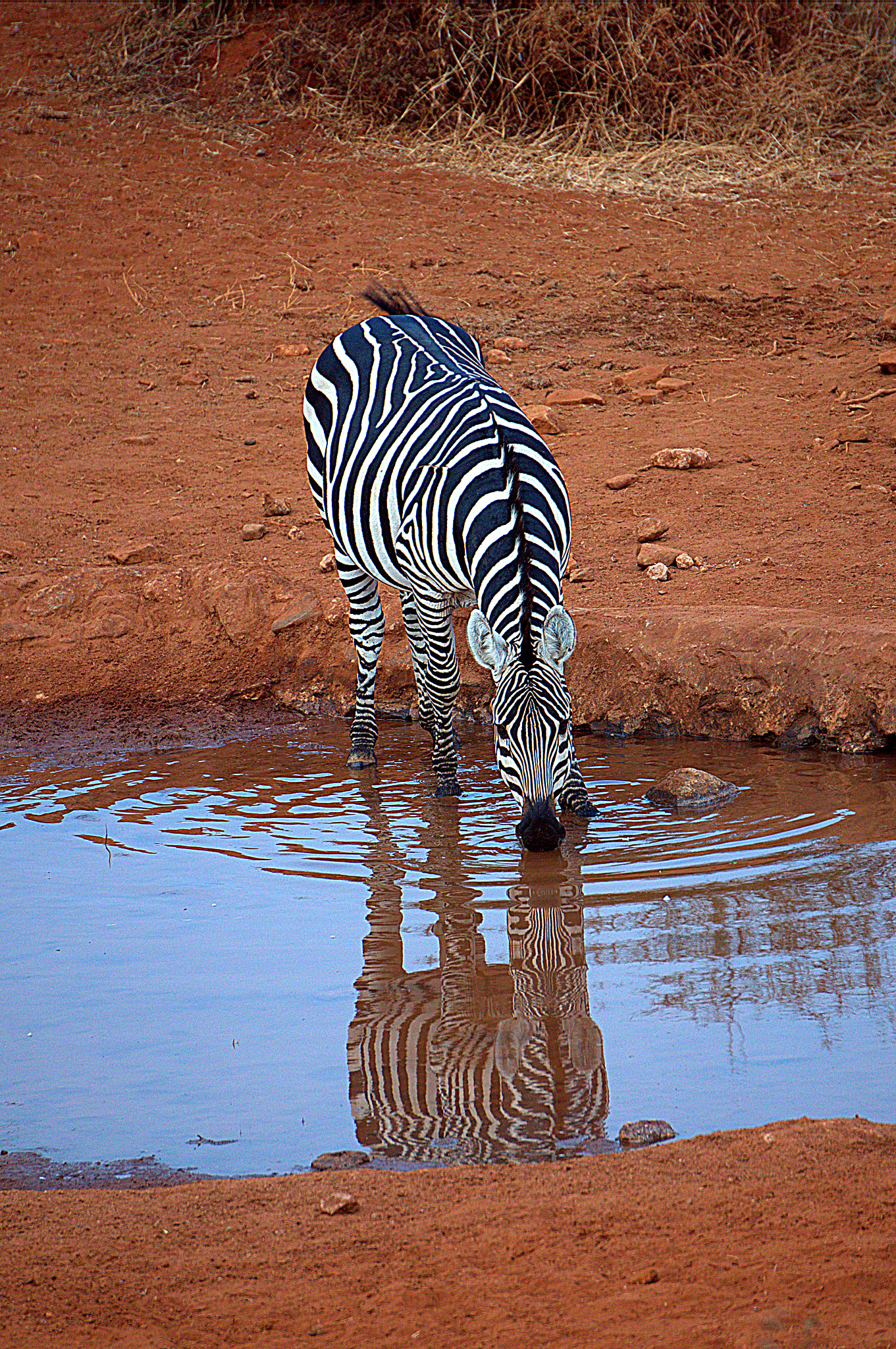 Sony Alpha NEX-3N sample photo. Reflections in a waterhole photography