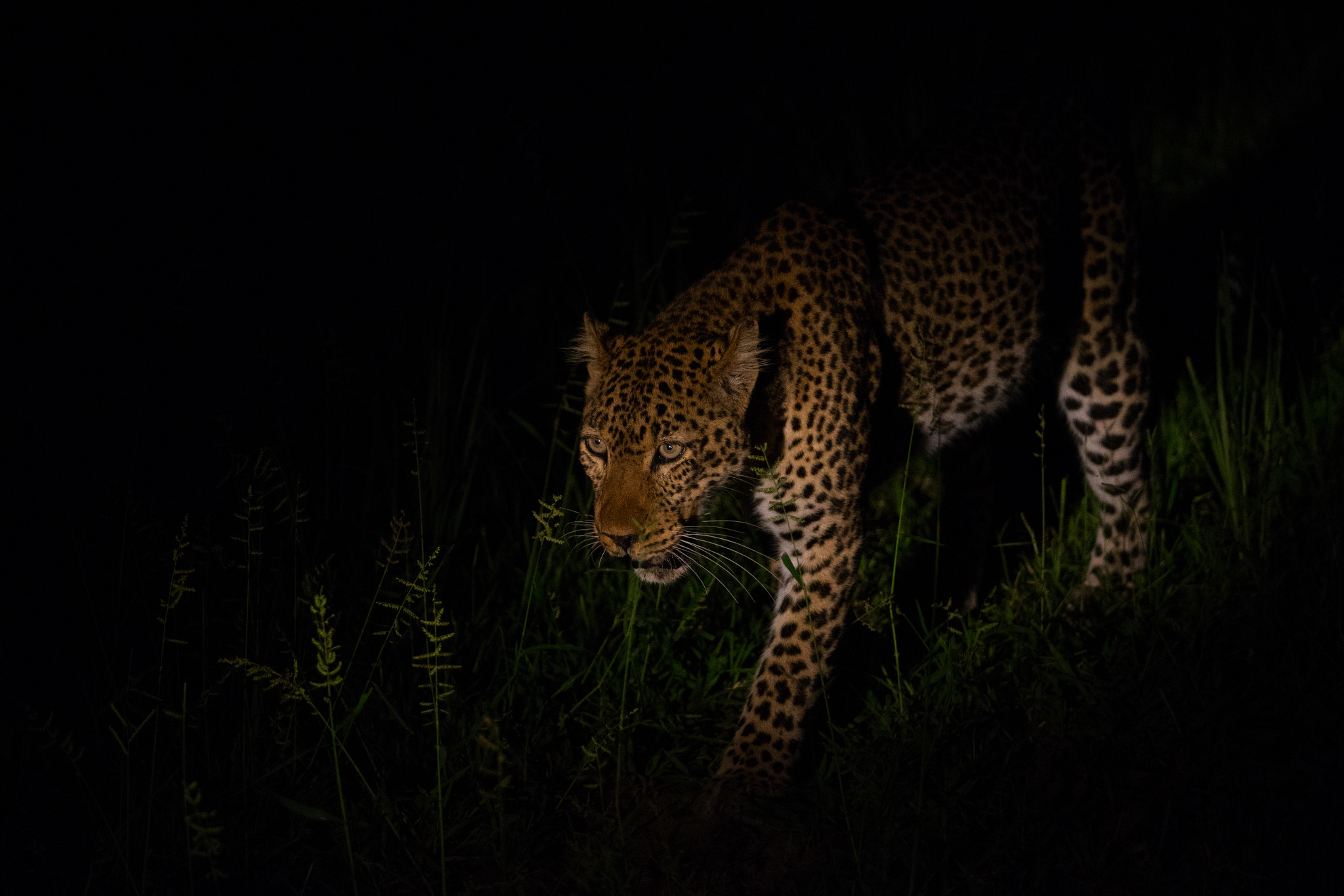 Canon EOS-1D X + Canon EF 70-200mm F2.8L IS II USM sample photo. Leopard photography