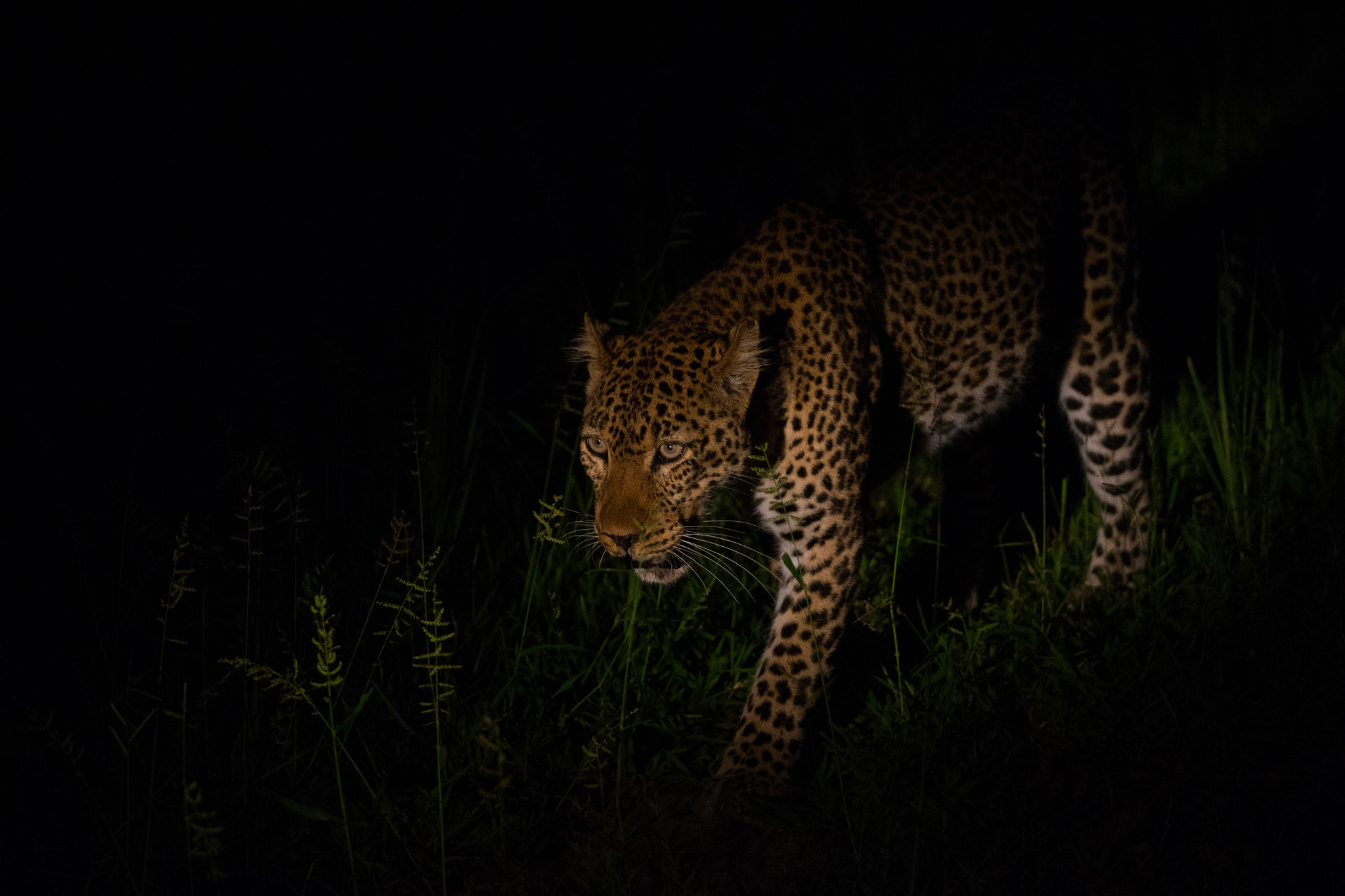 Canon EF 70-200mm F2.8L IS II USM sample photo. Leopard photography