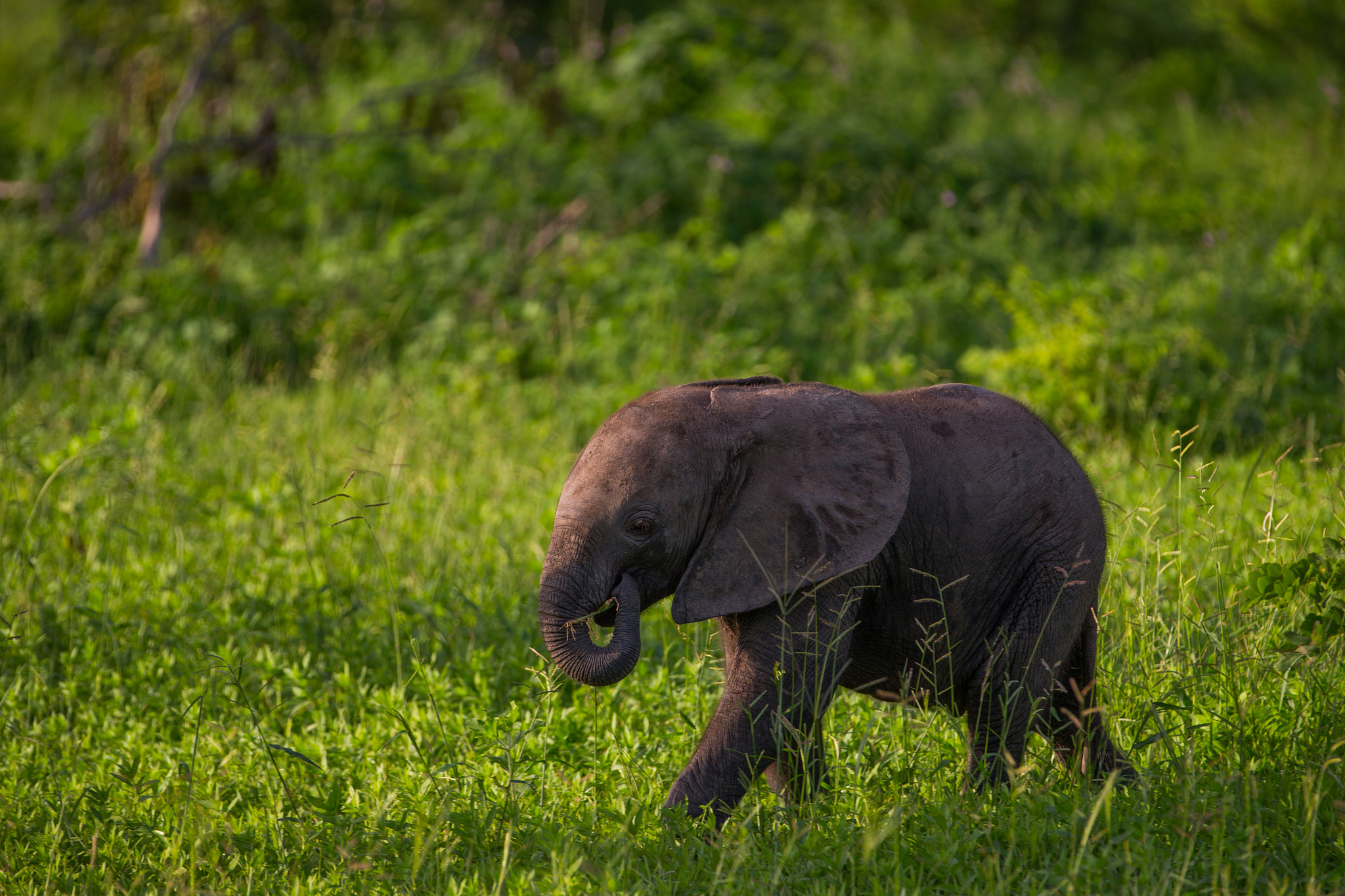 Canon EF 70-200mm F2.8L IS II USM sample photo. Babar photography