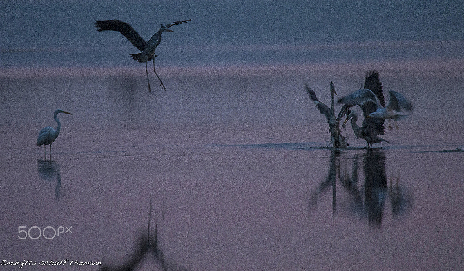 Tamron SP 150-600mm F5-6.3 Di VC USD sample photo. What's happening there in the dark???.. photography
