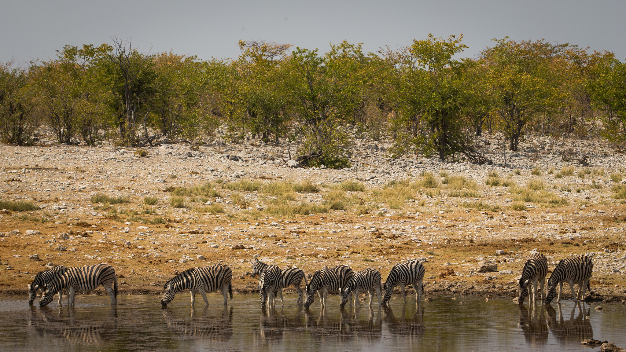 Canon EF 70-200mm F2.8L IS II USM sample photo. Zebras photography