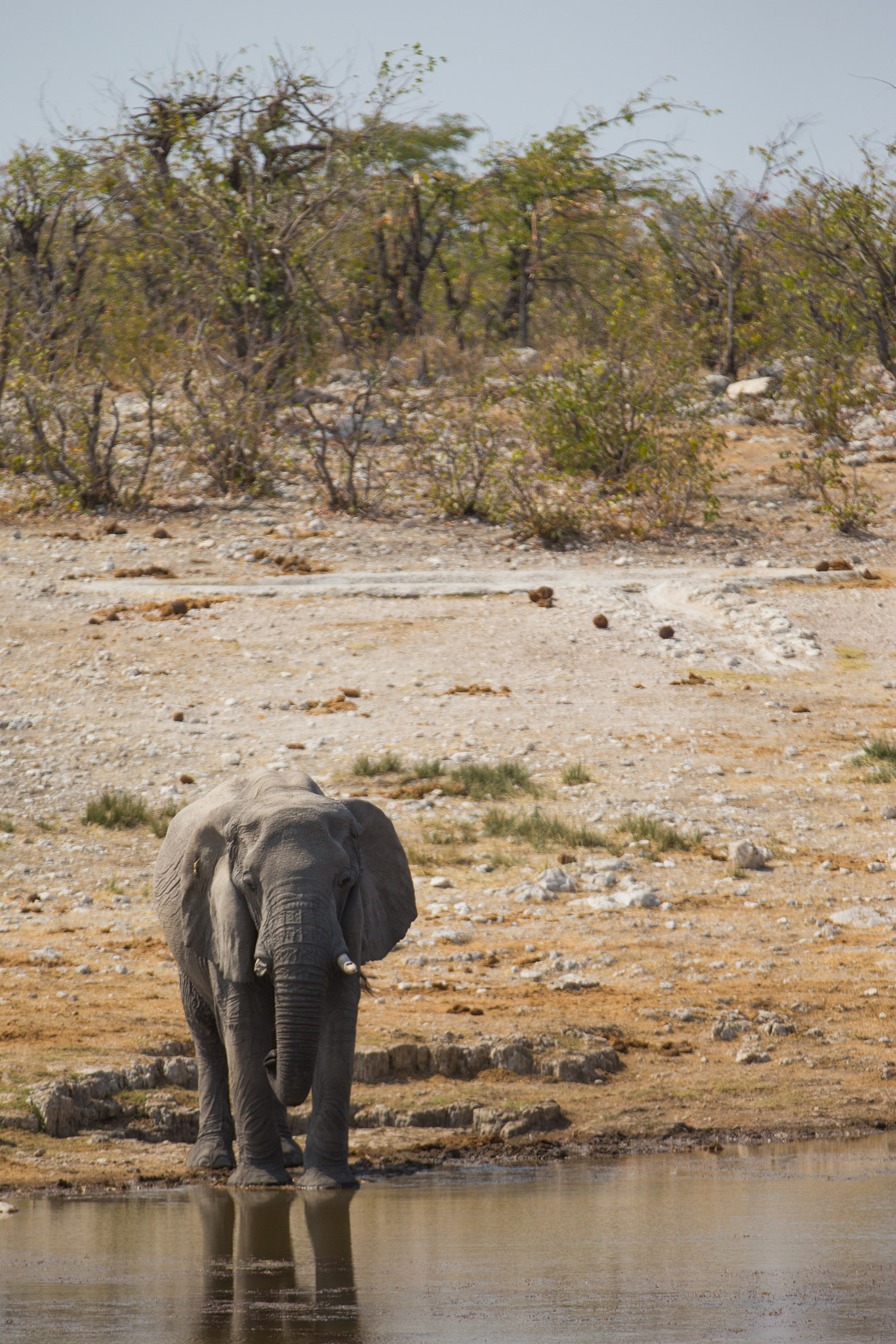 Canon EF 70-200mm F2.8L IS II USM sample photo. Elephant photography