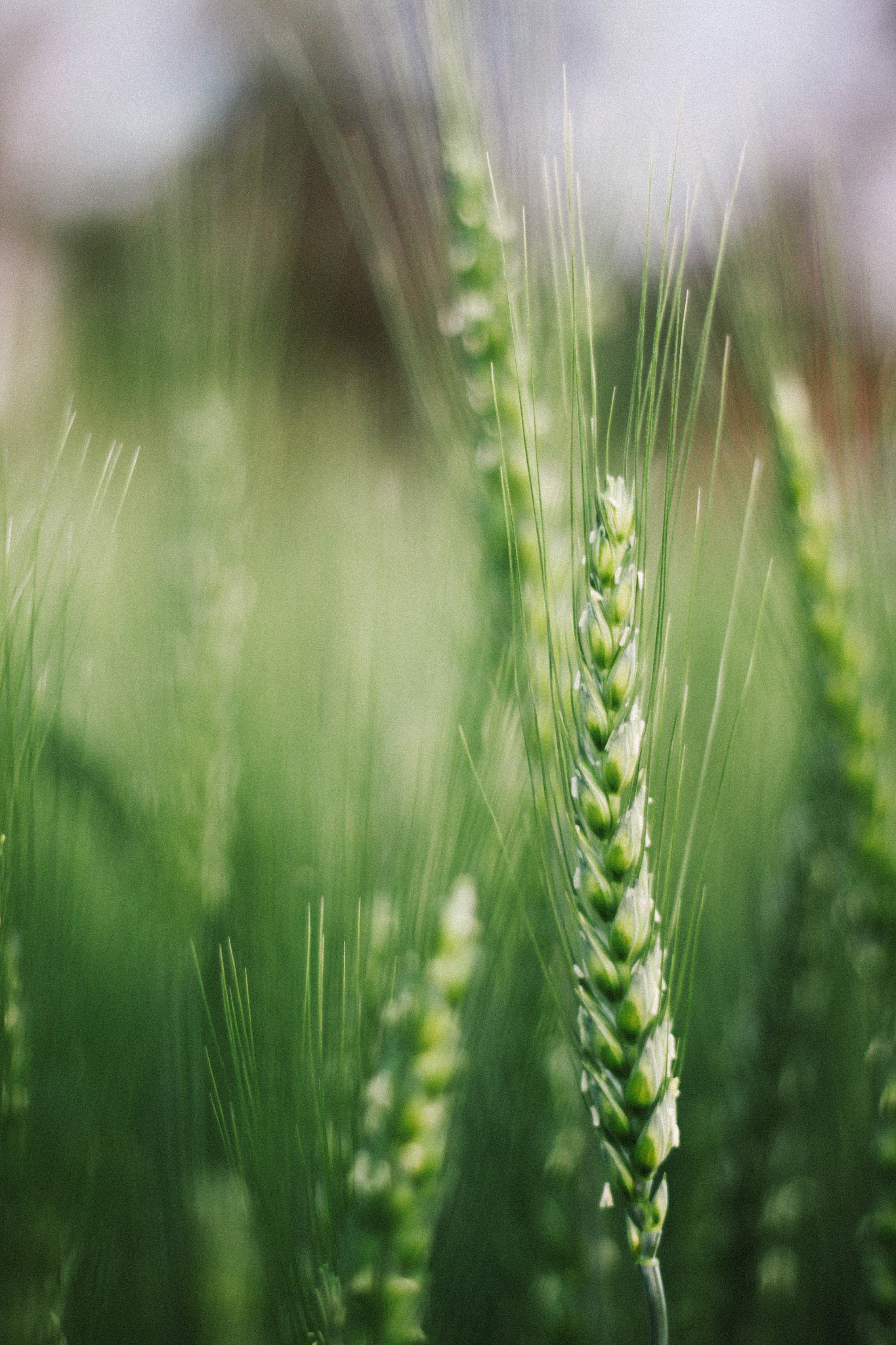 Canon EOS 500D (EOS Rebel T1i / EOS Kiss X3) + Canon EF 50mm F1.8 II sample photo. Wheat photography