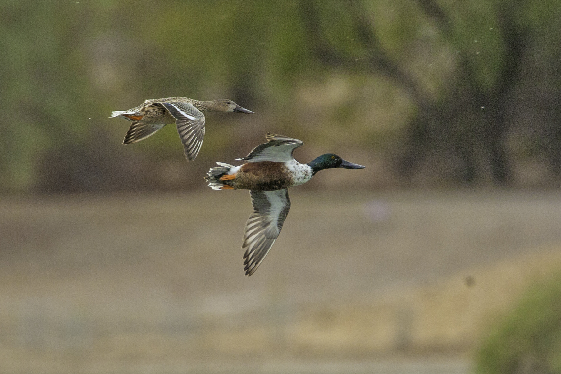 Nikon D2H sample photo. A fast couple photography