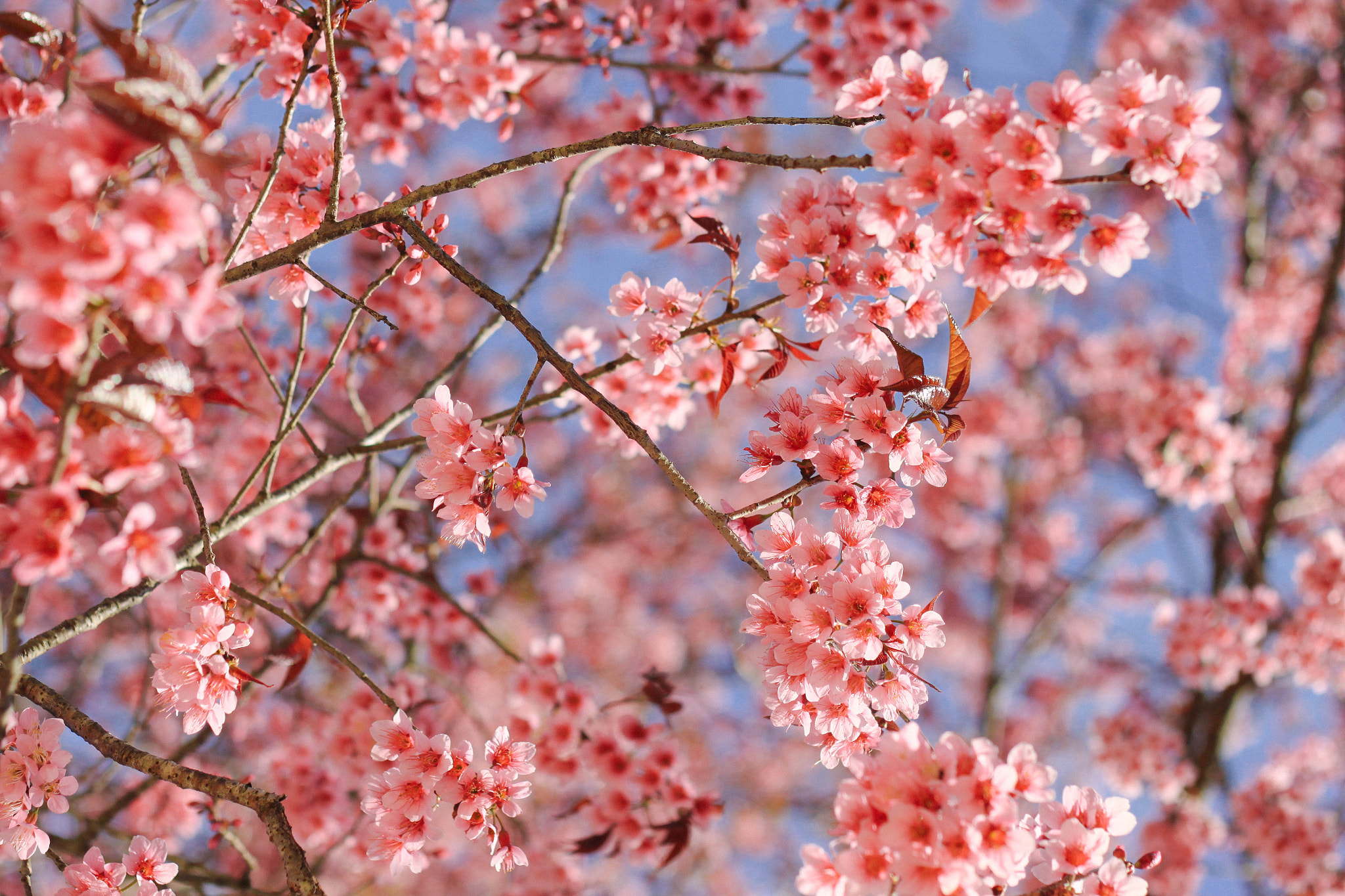 Canon EOS 500D (EOS Rebel T1i / EOS Kiss X3) + Canon EF 50mm F1.8 II sample photo. Wild himalayan cherry photography