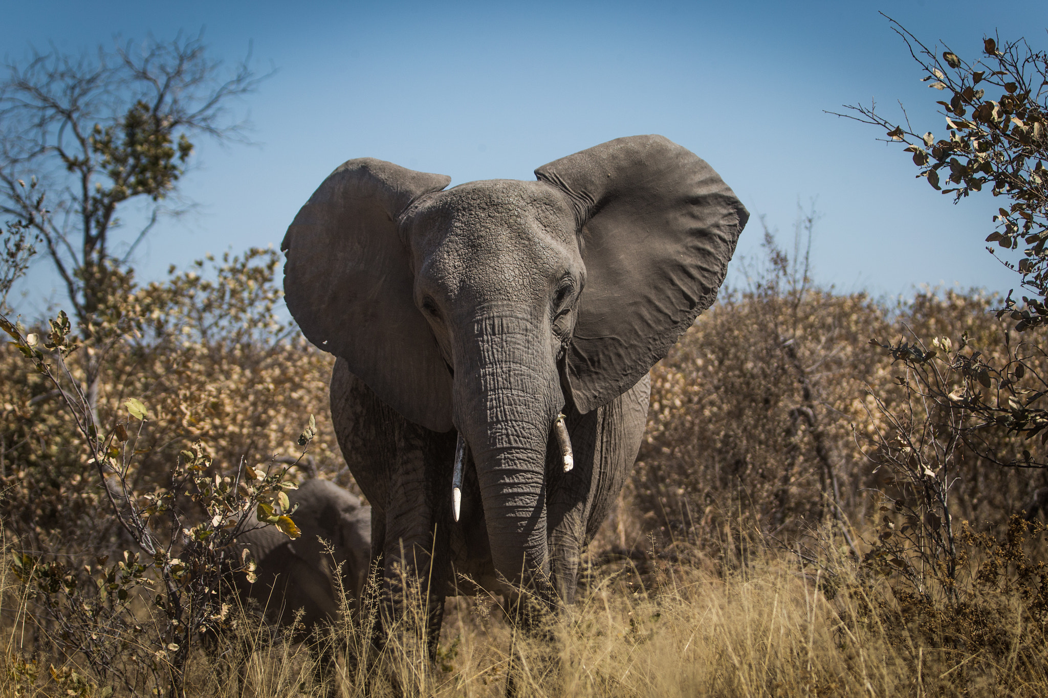 Canon EF 70-200mm F2.8L IS II USM sample photo. Elephant photography
