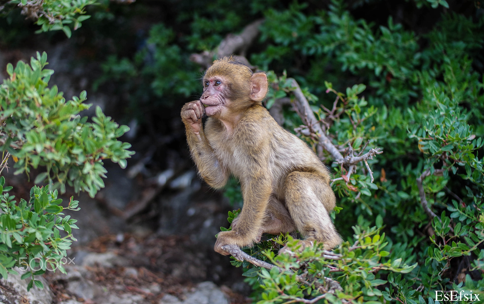 Samsung NX3000 + Samsung NX 45mm F1.8 sample photo. Baby monkey photography