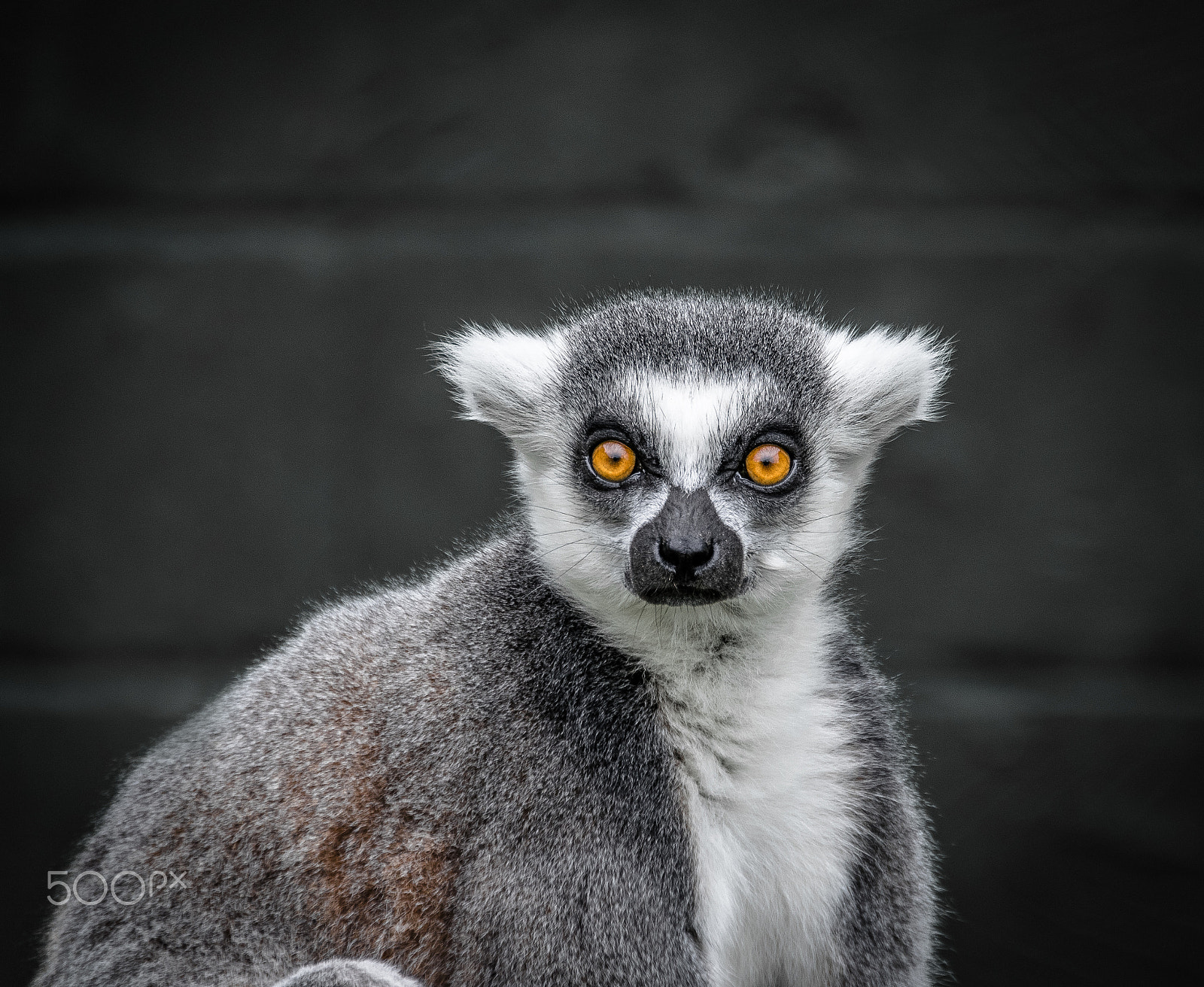 Nikon D3300 + Sigma 18-250mm F3.5-6.3 DC OS HSM sample photo. Ring tailed lemur photography