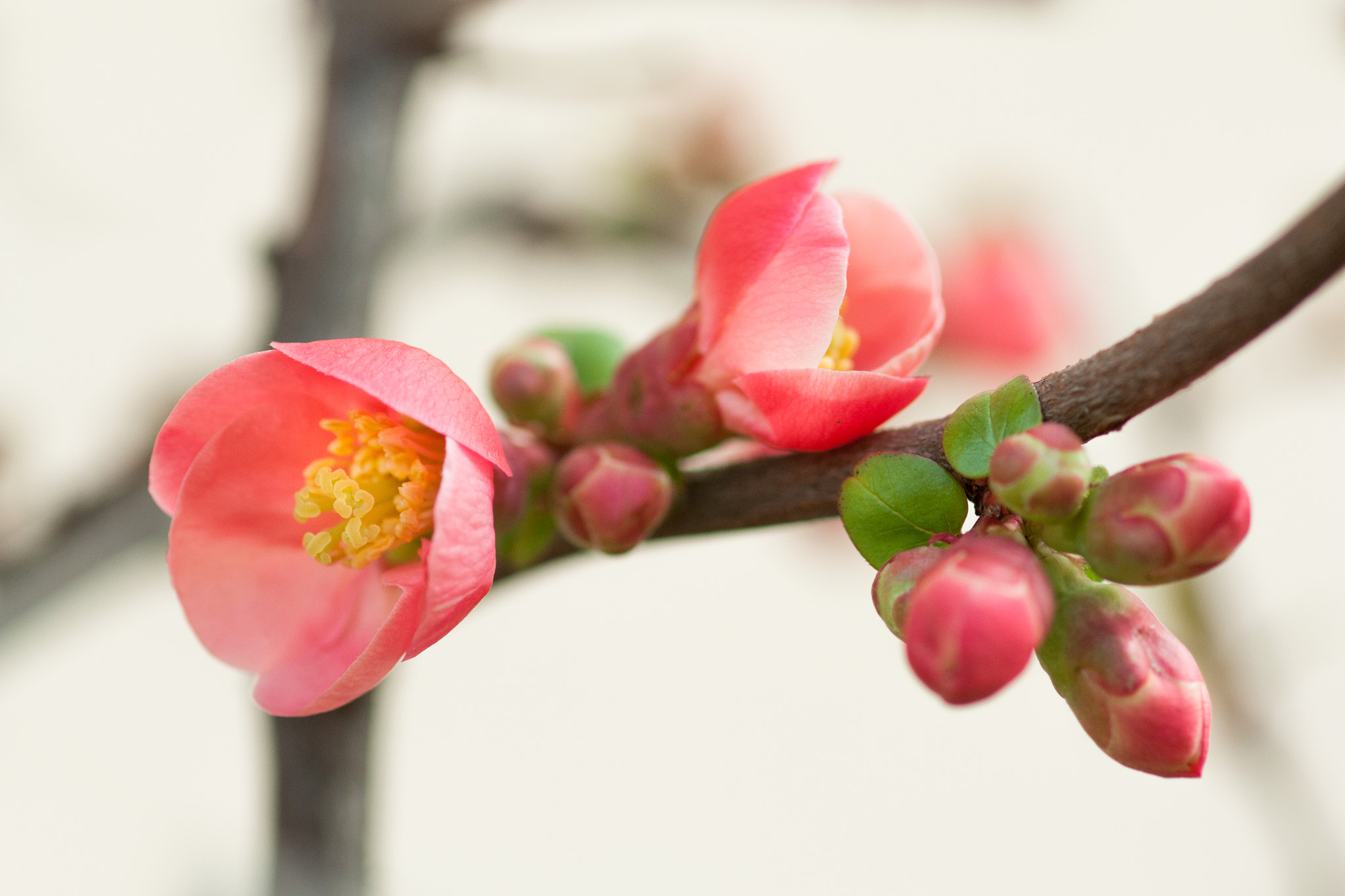 Canon EOS 450D (EOS Rebel XSi / EOS Kiss X2) + Canon EF 100mm F2.8 Macro USM sample photo. Blossoms :) photography