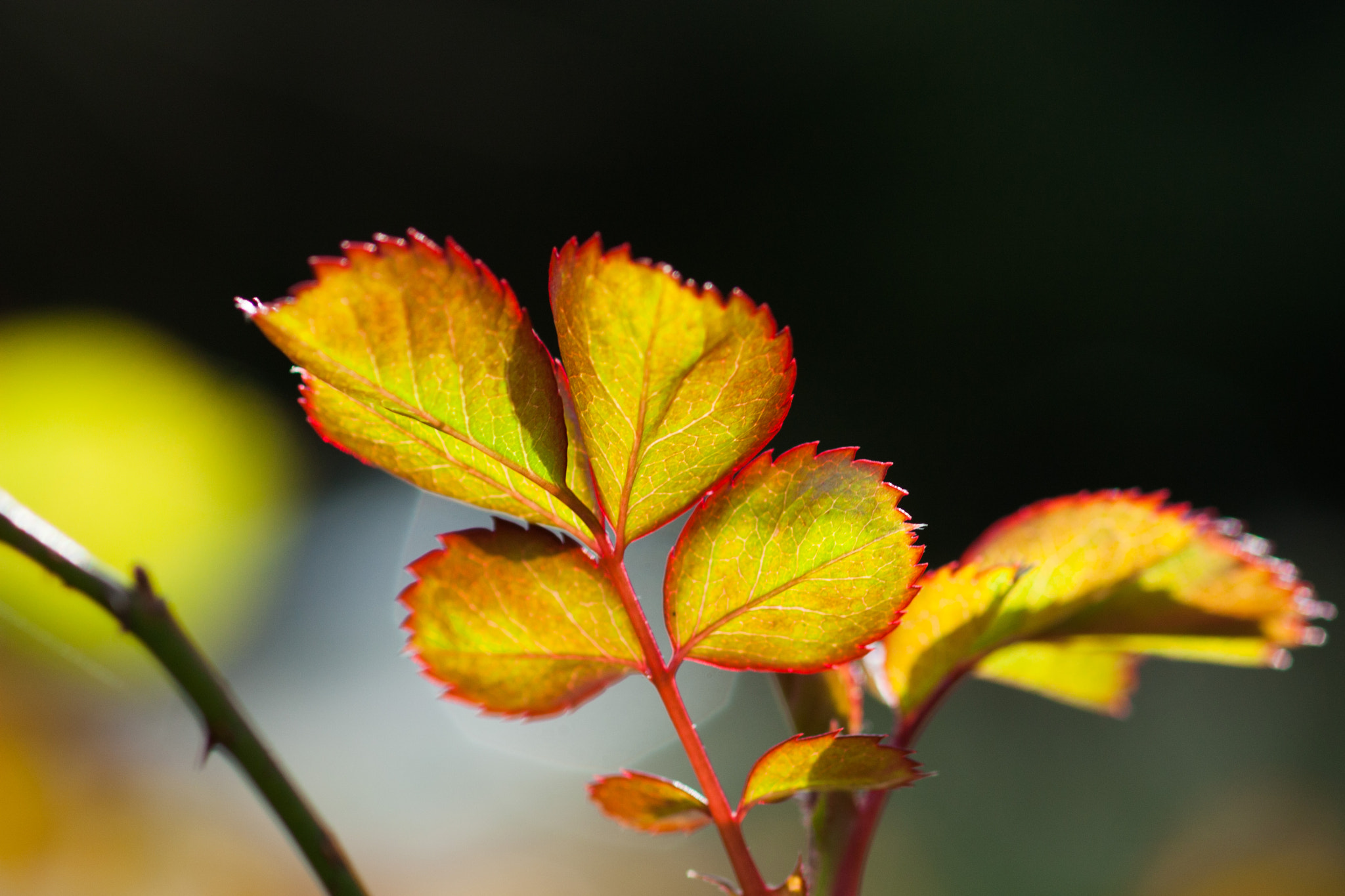 Canon EF 100mm F2.8 Macro USM sample photo. Sunny morning photography
