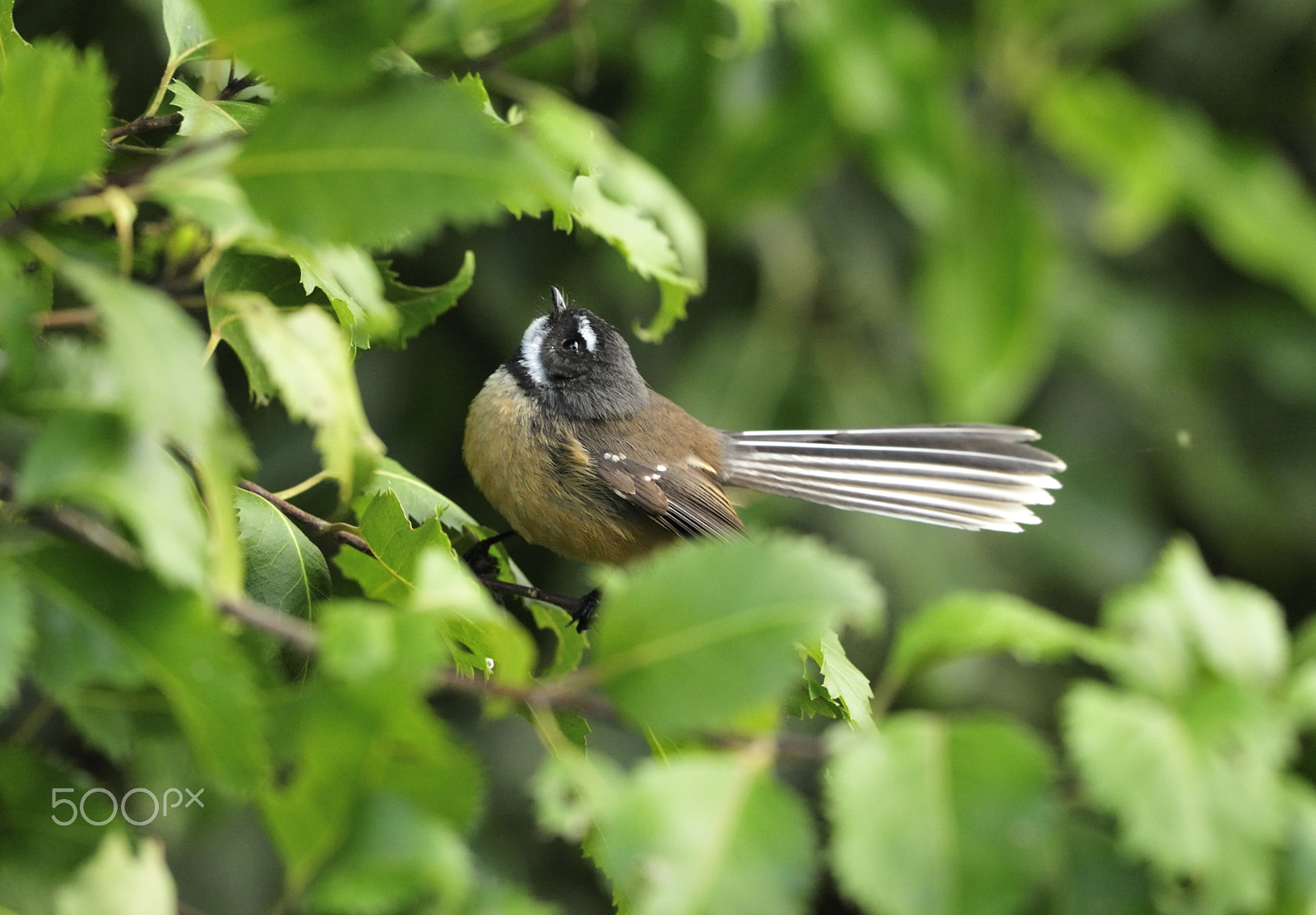 Nikon D300 + Nikon AF-S Nikkor 500mm F4G ED VR sample photo. Seeking insects photography