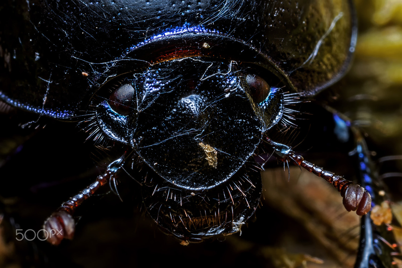 Canon MP-E 65mm F2.5 1-5x Macro Photo sample photo. Dung beetle close up photography