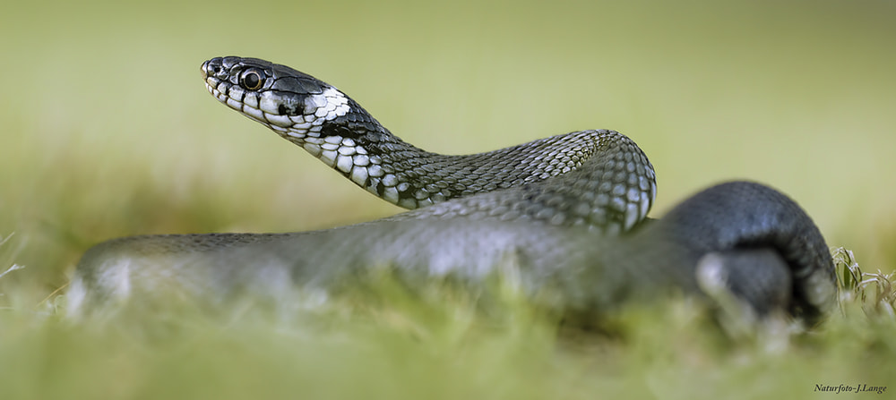 Canon EF 180mm F3.5L Macro USM sample photo. Natrix-natrix  (ringelnatter) photography