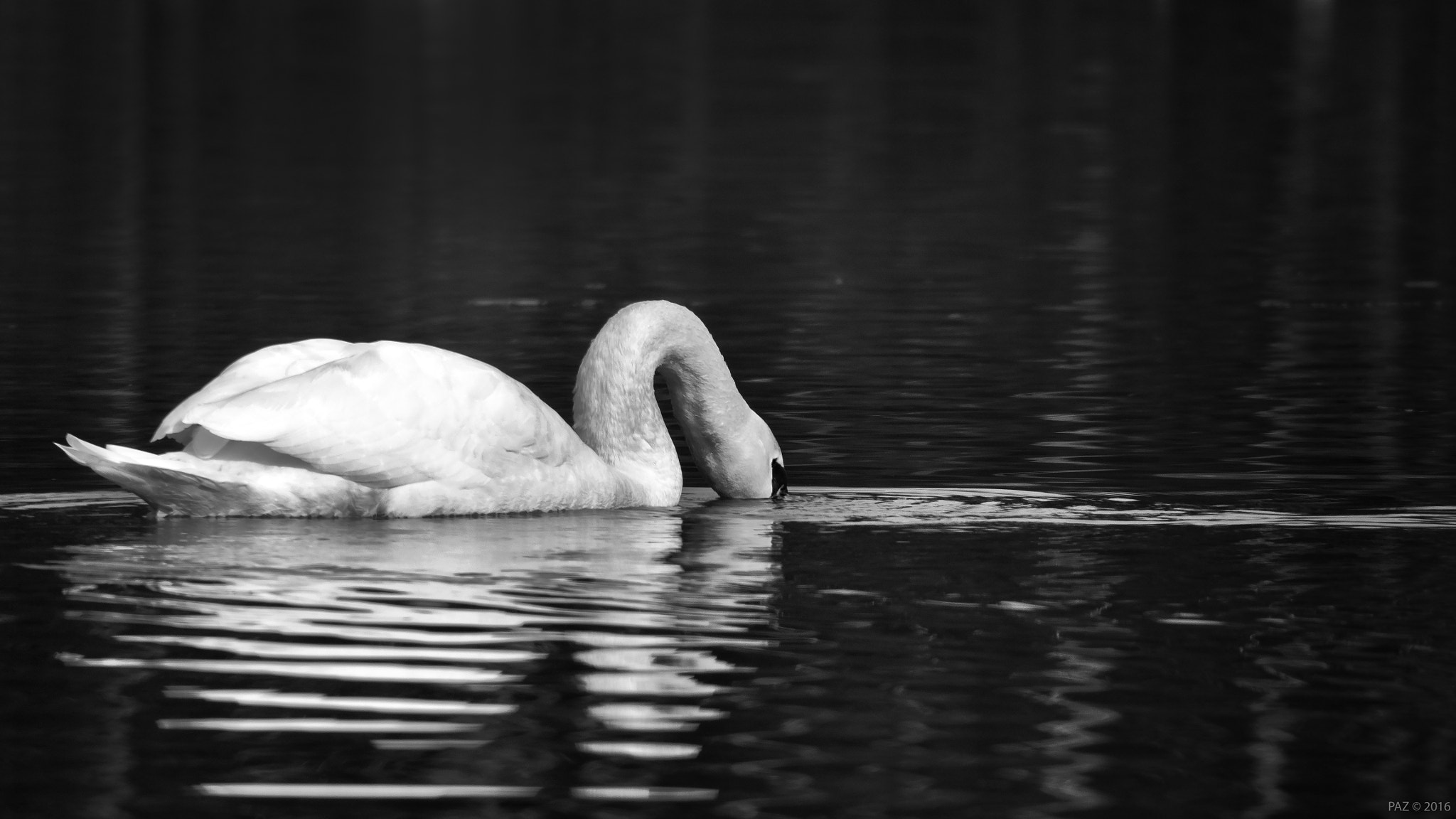 Olympus OM-D E-M10 II sample photo. Grote, witte watervogel - swan photography