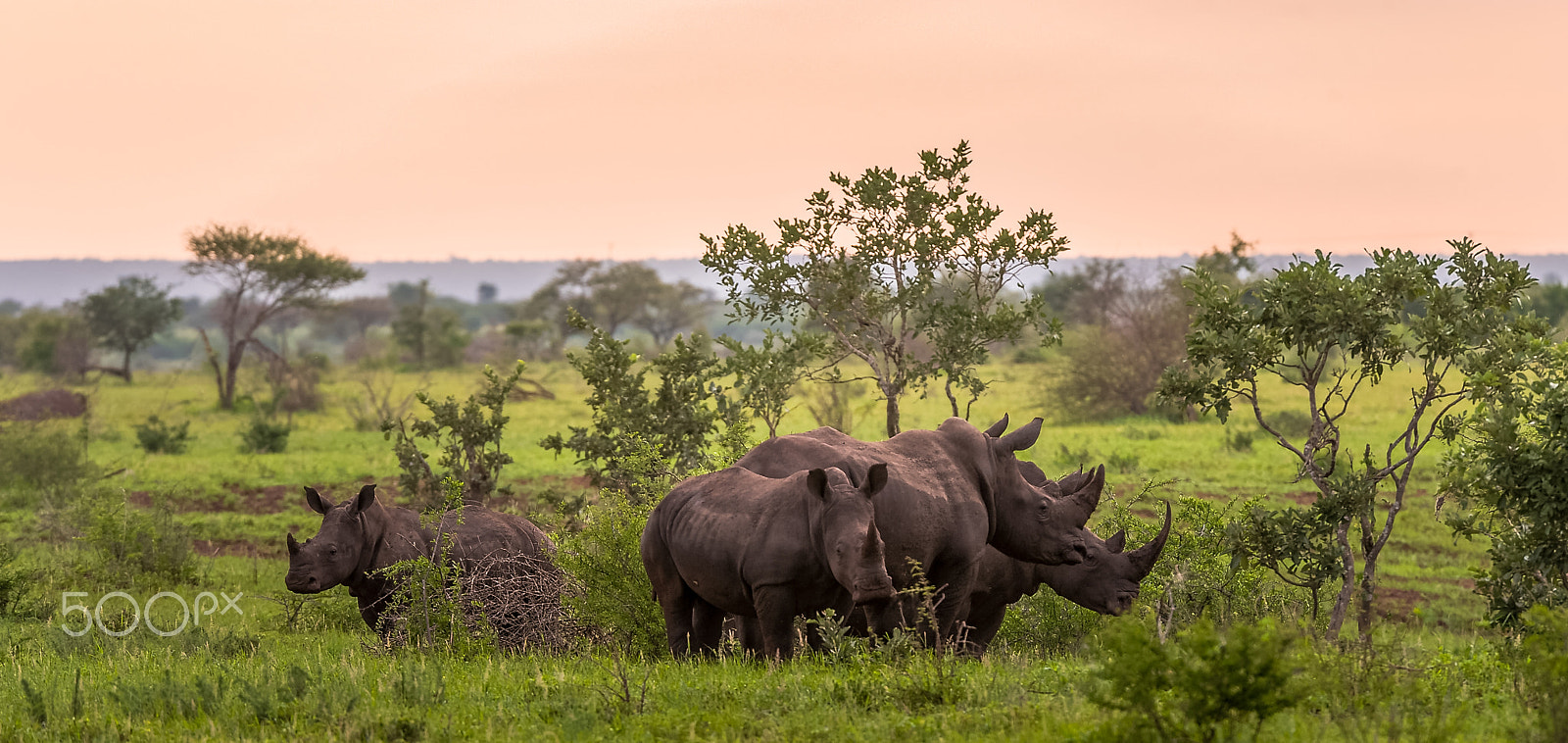 Nikon AF-S Nikkor 200-400mm F4G ED-IF VR sample photo. Rhino outpost v1.2 photography