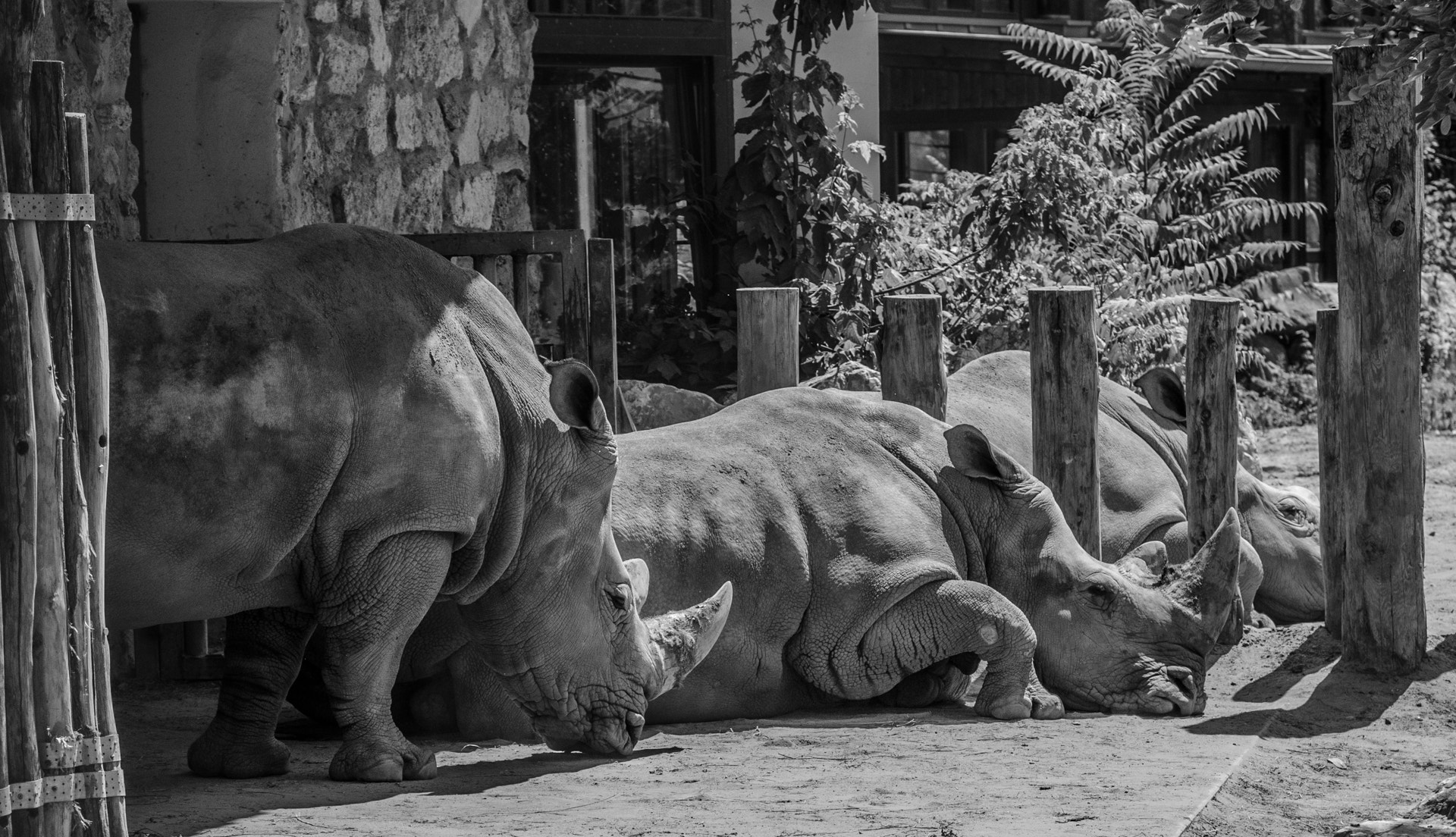 Sigma 17-70mm F2.8-4 DC Macro OS HSM | C sample photo. Rhino trio photography