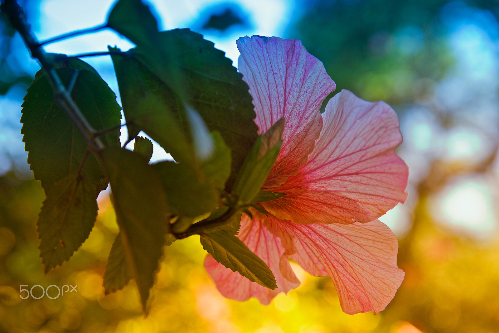 Sony a7R + Canon EF 85mm F1.2L II USM sample photo. Hibiscus photography