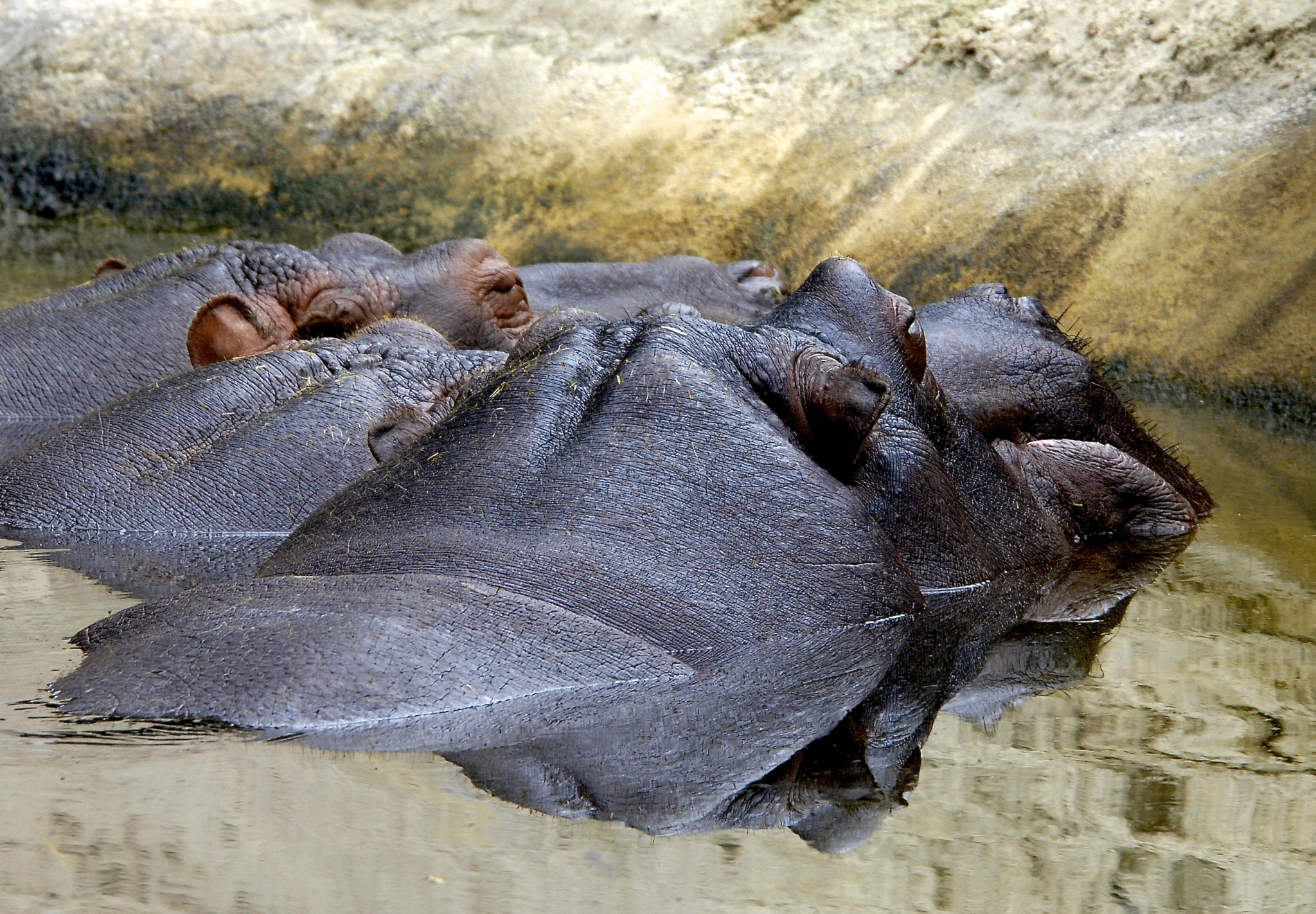 Nikon D2X sample photo. A bunch of hippo's photography