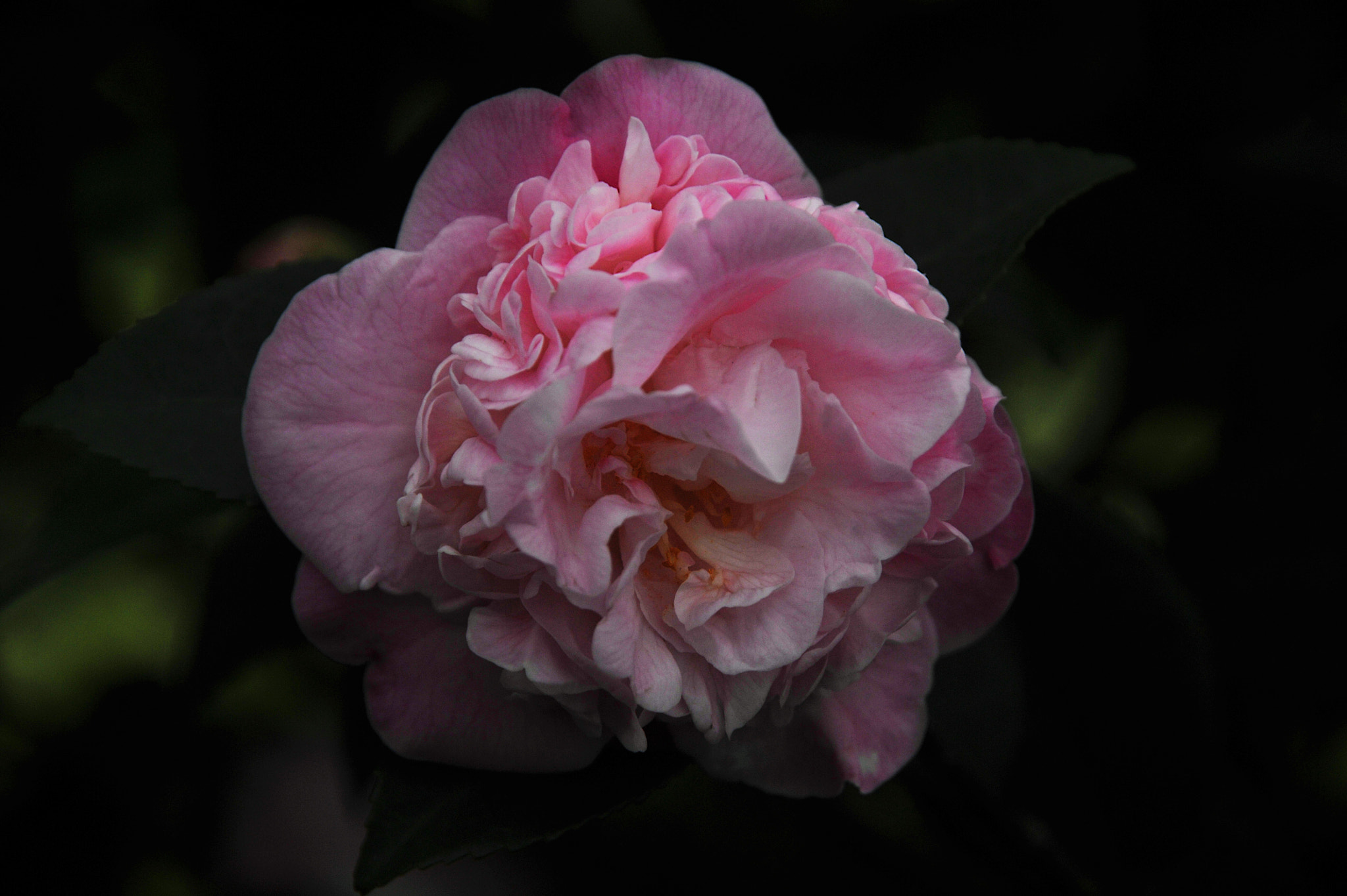 Nikon D3S sample photo. ...香港花卉展覽 2016 (1)... photography