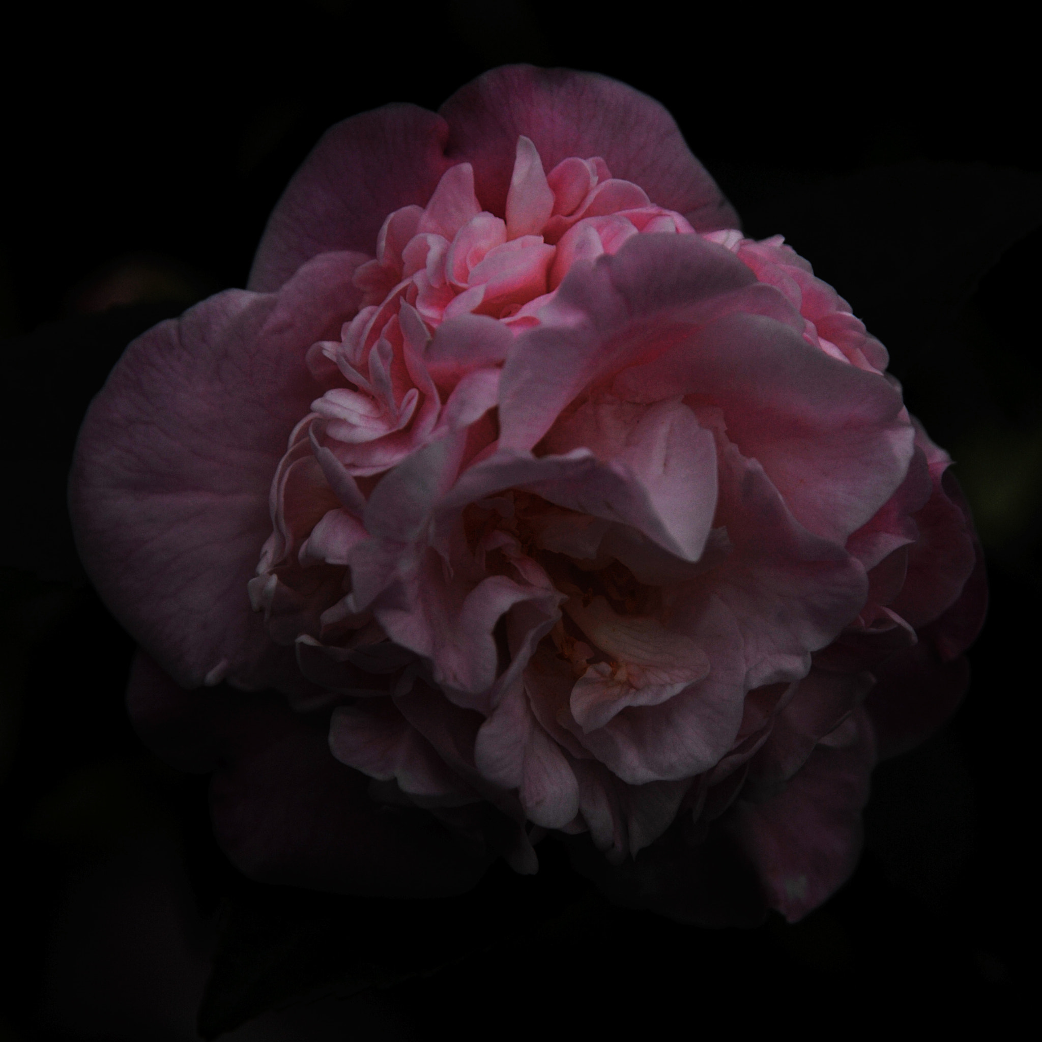 Nikon D3S sample photo. ...香港花卉展覽 2016 (2)... photography