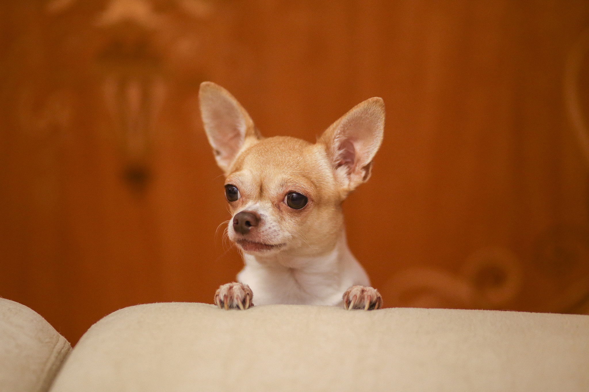 Canon EF 100mm F2.0 USM sample photo. Got food? photography