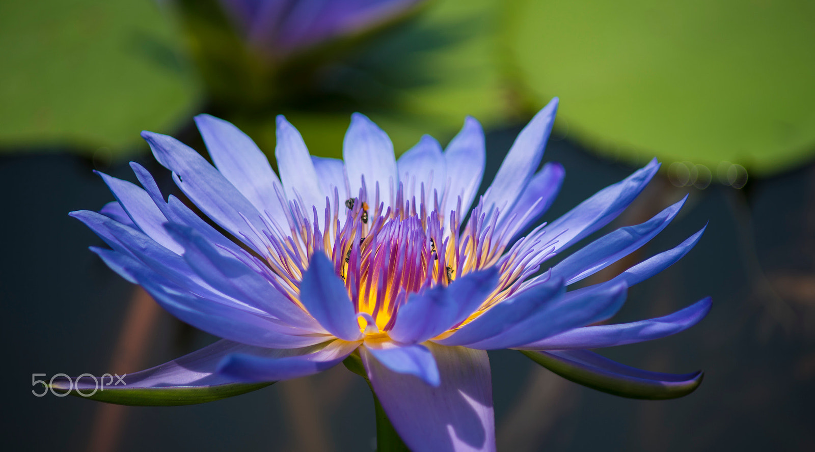 Minolta AF 70-210mm F4.5-5.6 [II] sample photo. Purple lotus photography