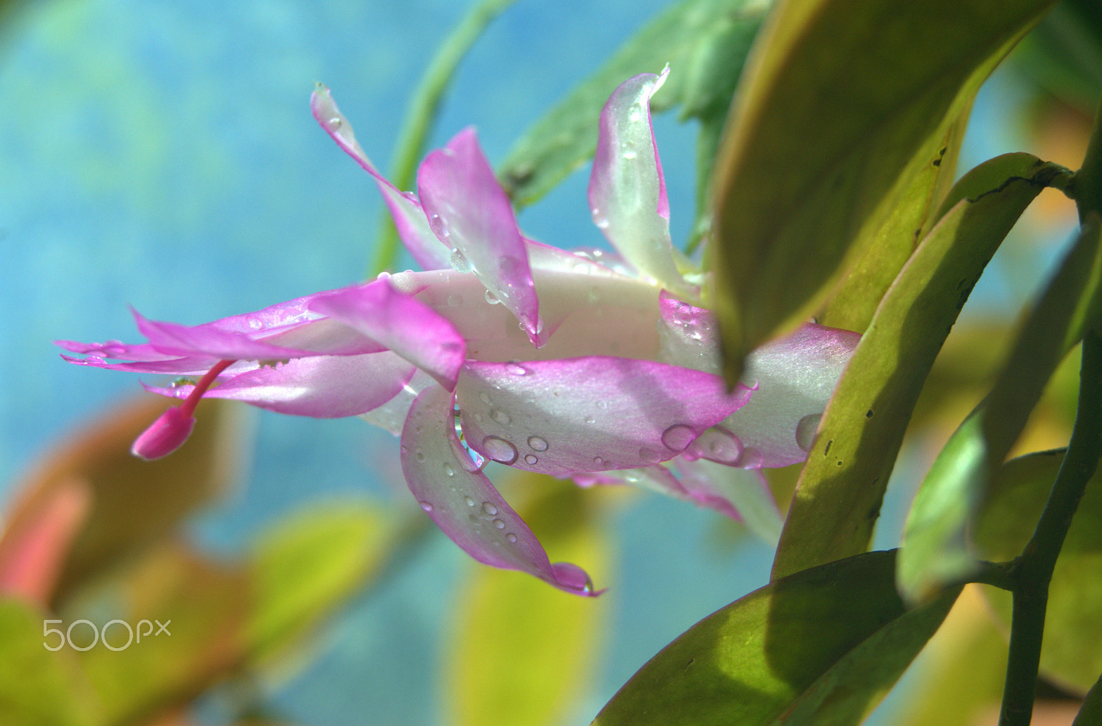 Sigma 28-90mm F3.5-5.6 Macro sample photo. Schlumbergera flower photography