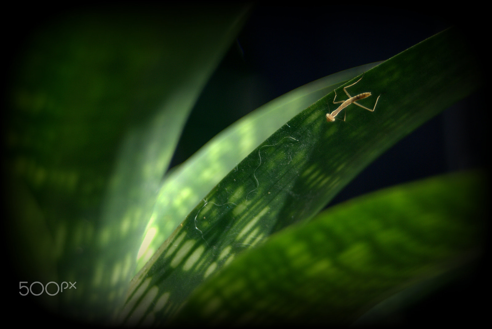 Sigma 28-90mm F3.5-5.6 Macro sample photo. Mantis on bromeliad photography